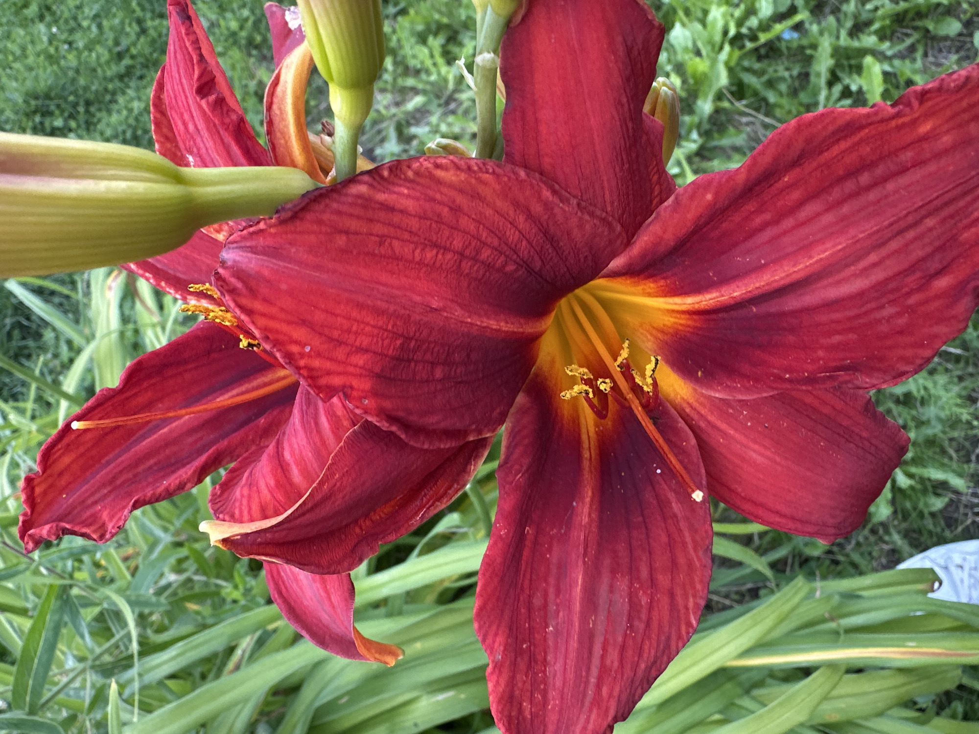 This media file is a close-up, eye-level shot of two red daylilies in bloom. The flowers are the central subjects, with their dark red petals prominently displayed, featuring intricate veining and a gradient of color towards a bright yellow-orange center. The stamen, tipped with yellow pollen, are clearly visible in the center of the bloom. To the left of the main flowers, a pale green, unopened bud of a daylily is visible, along with its stem. The background consists of soft-focus green foliage, typical of a garden setting. The lighting suggests it is daytime, with natural light illuminating the flowers. There is no visible text. The scene conveys a sense of natural beauty and the blooming of summer flowers. The location is identified as Tilteliai, Lithuania.