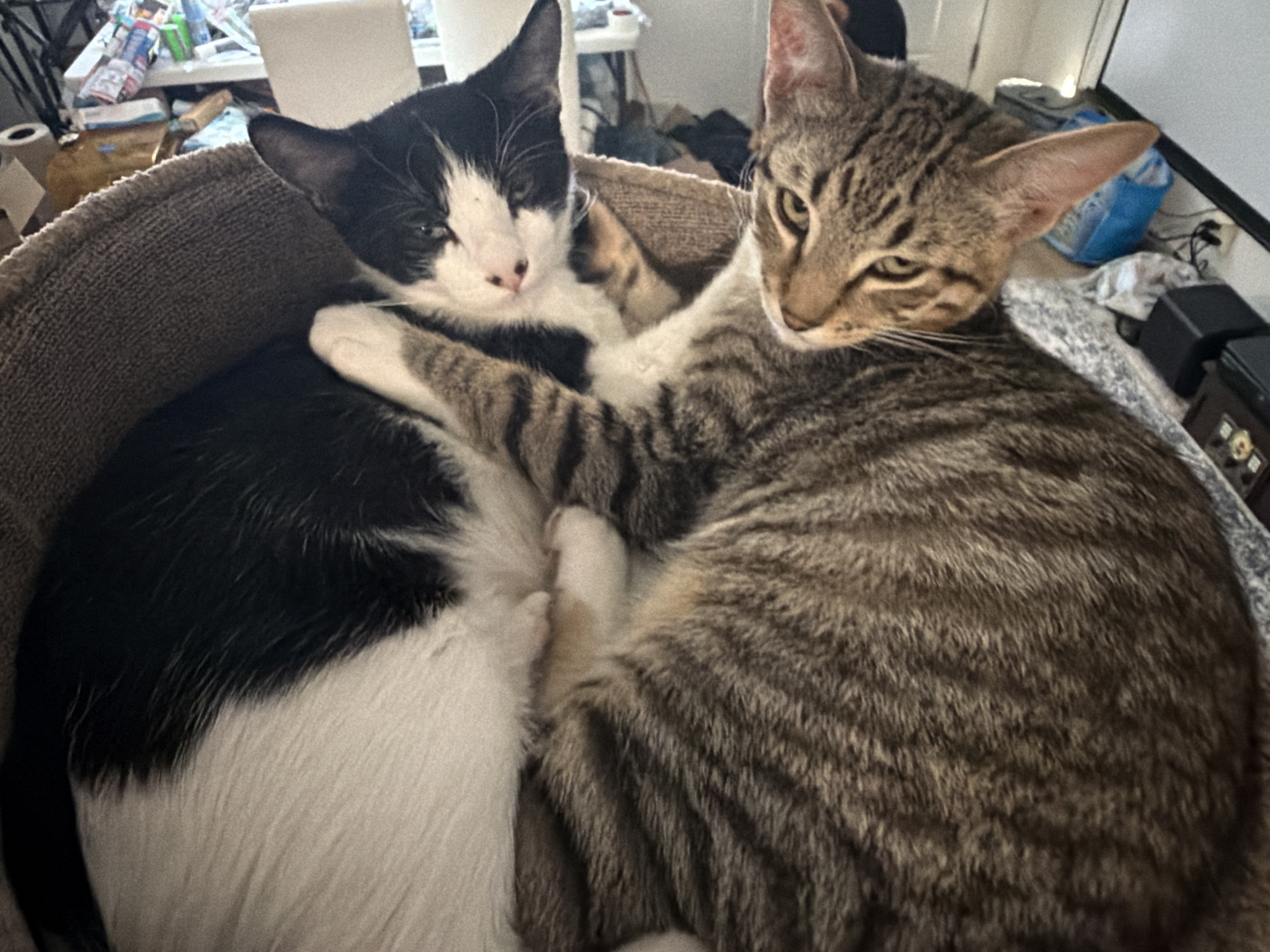 Two domestic cats are cuddling in a circular pet bed. The cat on the left is black and white with its head resting on the other cat's body. The cat on the right is a tabby cat with its arm wrapped around the black and white cat. The pet bed appears to be in a cluttered indoor environment. The image is a close-up, focusing on the two cats. There is no indication that this scene is located in Sacramento, United States of America.