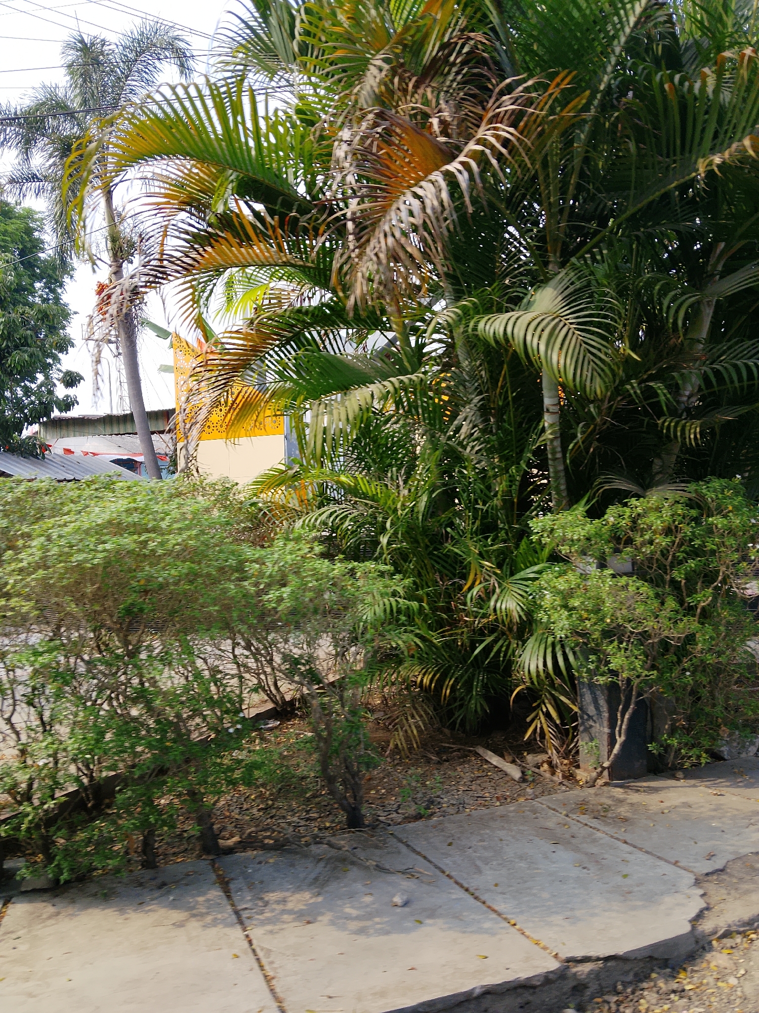 The image captures a street scene in Ngelo, Indonesia, dominated by lush vegetation and urban elements. In the foreground, a concrete pathway, showing signs of wear and tear with some discolored patches and fallen leaves, leads the eye into the scene. Flanking the path are dense, green bushes, their branches reaching out towards the concrete.
Behind the bushes, a cluster of palm trees takes center stage. Their fronds, a mix of vibrant green and sun-bleached yellow-orange, create a textured canopy, with some older leaves showing signs of dryness and browning. The stems of the palm trees are visible, some appearing smooth and light-colored, others rougher and darker.
In the background, glimpses of urban infrastructure can be seen. A building with a distinctive yellow facade, adorned with a decorative pattern, is partially obscured by the palm trees. Adjacent to it are structures with corrugated metal roofs, suggesting a mix of residential and commercial buildings. Overhead, telephone or power lines crisscross the sky, a common sight in many urban environments. The overall impression is one of a tropical urban landscape where nature and man-made structures coexist.