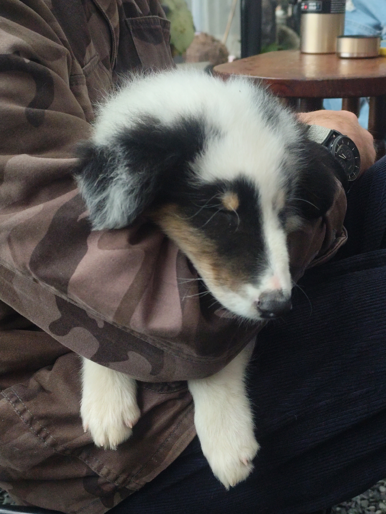 A young dog with black, white, and brown markings is being held by a person wearing a brown camouflage jacket and dark pants. The dog's head is resting on the person's chest, and its eyes are closed. The person's left arm is visible, wearing a watch. In the background, a wooden table and a gold canister are present, suggesting an outdoor setting. The image does not provide specific details about its location in Da Lat, Vietnam.