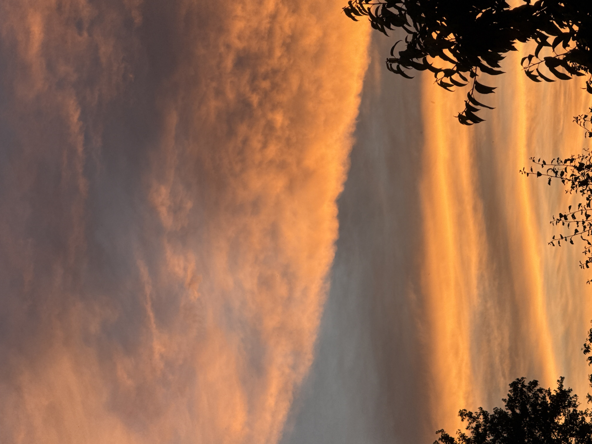 The image is a photograph of a sunset over a silhouetted treeline in an unknown location. The sky is filled with clouds in varying shades of orange and gray, with the orange hues suggesting the setting sun. The clouds are streaked and textured, creating a dynamic visual effect. The trees in the foreground are dark silhouettes against the vibrant sky, with their branches reaching upwards. The bottom of the image shows the tops of more foliage, also in silhouette. The scene appears to be outdoors, likely in a natural or semi-natural environment.