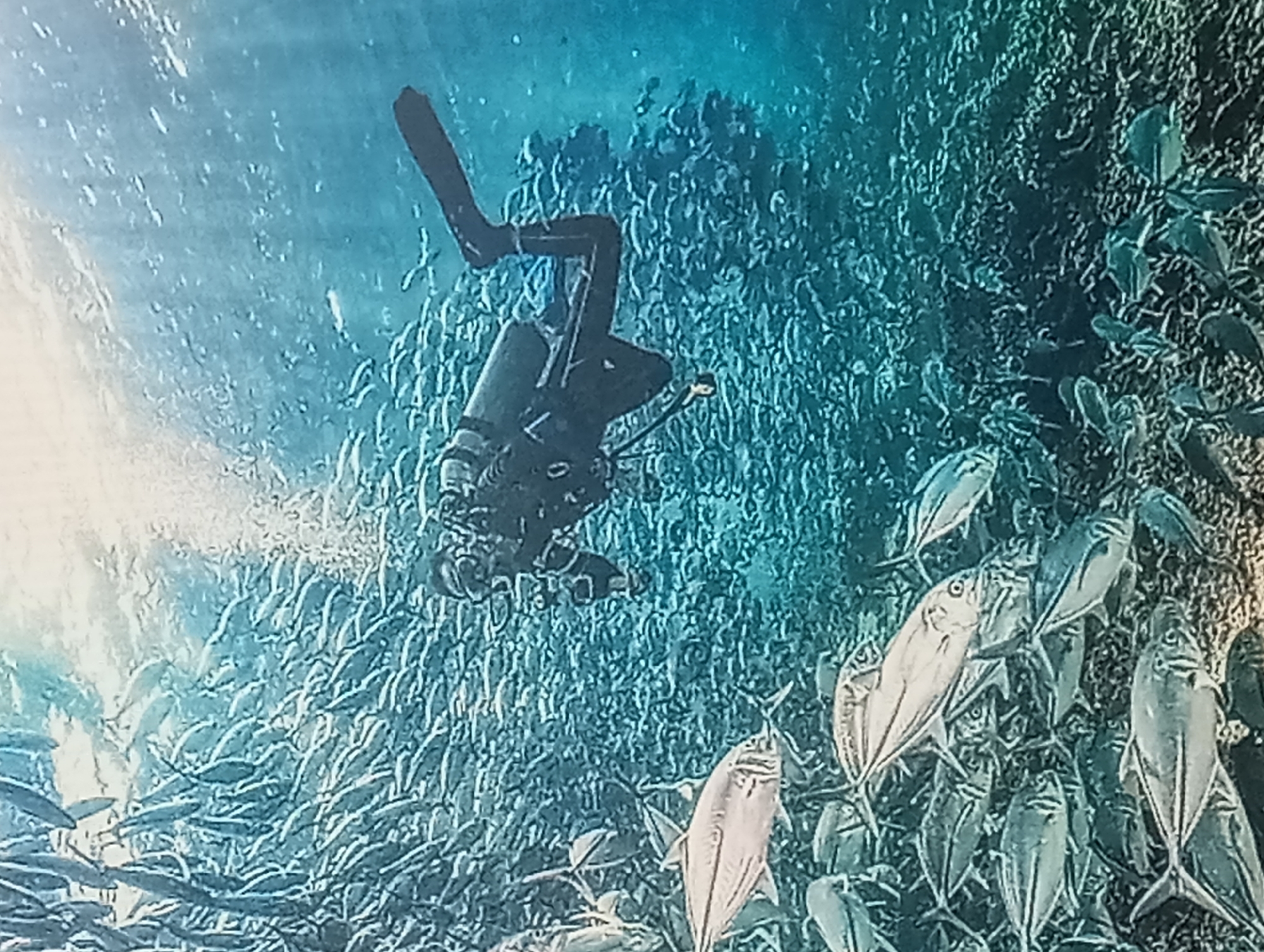 A scuba diver is surrounded by a large school of fish underwater. The diver is wearing a black wetsuit, fins, and scuba gear, and is positioned diagonally in the frame, facing the school of fish. The fish are silver and form a dense cloud around the diver. The water is turquoise and has some light penetration, especially on the left side of the image. There are no indicators that this image was taken in Karaganda, Kazakhstan.