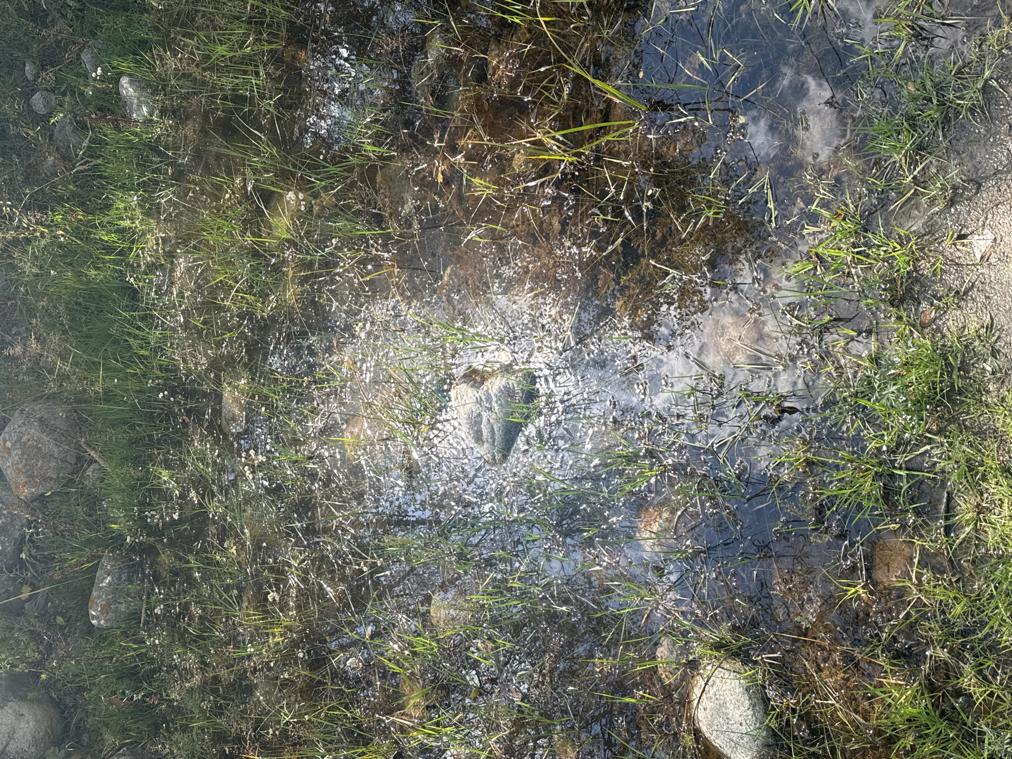 The image shows a shallow puddle of water with grass growing in and around it. Several rocks are visible, some submerged in the water and others on the bank. The water reflects the sky and sunlight, creating bright highlights. The scene appears to be outdoors, possibly in a natural setting within a city, though no specific urban features are identifiable. There are no people or animals visible in the image. The environment is characterized by vegetation, water, and rocks.
