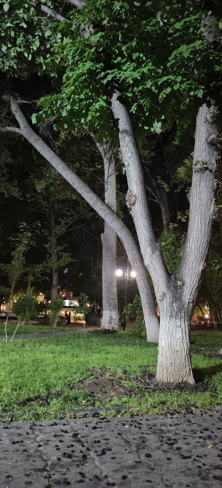The image depicts a park scene at night in an unknown city. The foreground shows a paved walkway littered with dark, fallen fruits. Adjacent to the walkway is a patch of well-maintained green grass. Several trees with rough, textured bark are prominent in the mid-ground. One tree, in the right foreground, is a multi-trunked specimen with a thick main trunk. Behind it, a tall, slender tree with lighter bark stands. Further back, a streetlamp with two glowing bulbs illuminates the area. Beyond the trees, a building with illuminated windows and several figures can be seen, suggesting a cafe or restaurant. The overall atmosphere is quiet and dimly lit, typical of a park after dark.