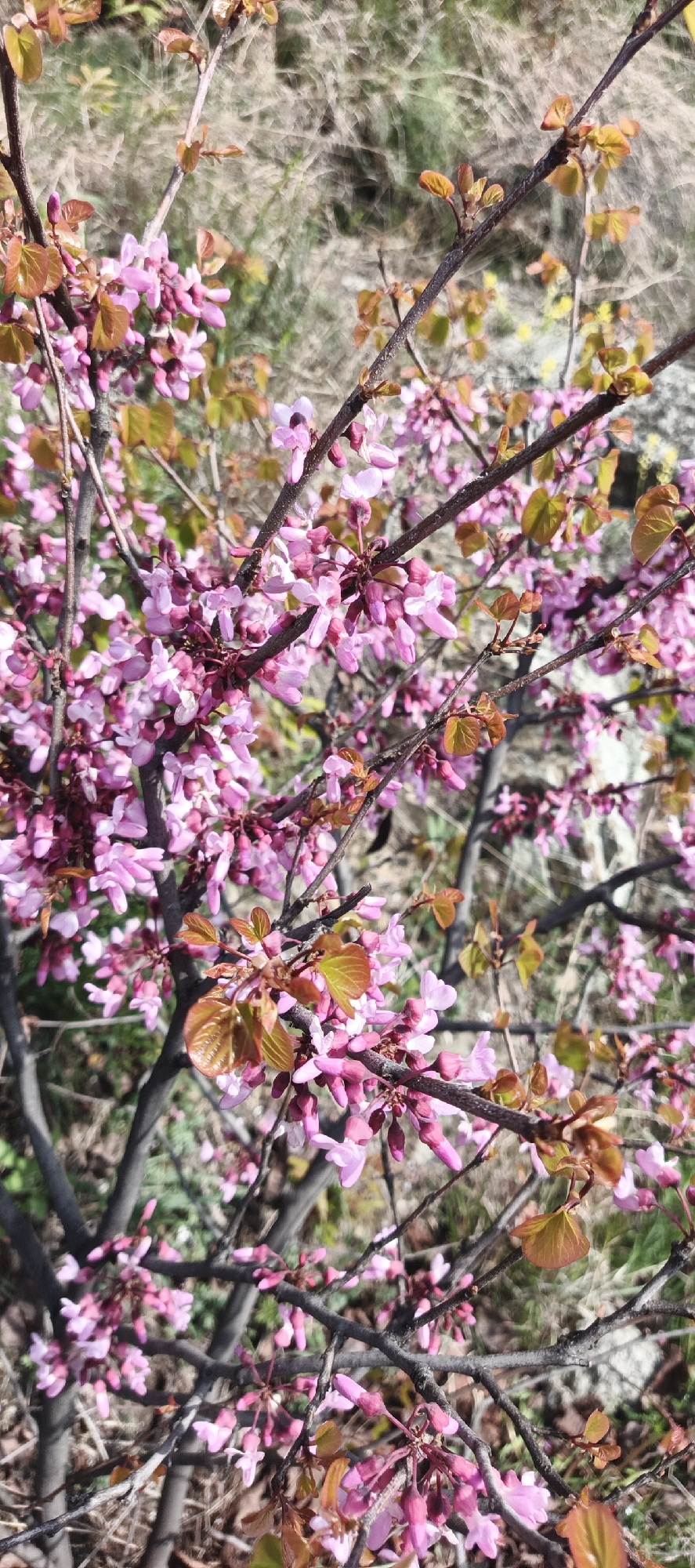 The image shows a close-up view of a flowering tree with small, pink blossoms and copper-colored new leaves. The branches are thin and dark. The background is blurry and appears to be ground covered with dry vegetation. The image was likely taken outdoors during the daytime. There is no explicit information in the image to connect it to Tbilisi, Georgia.