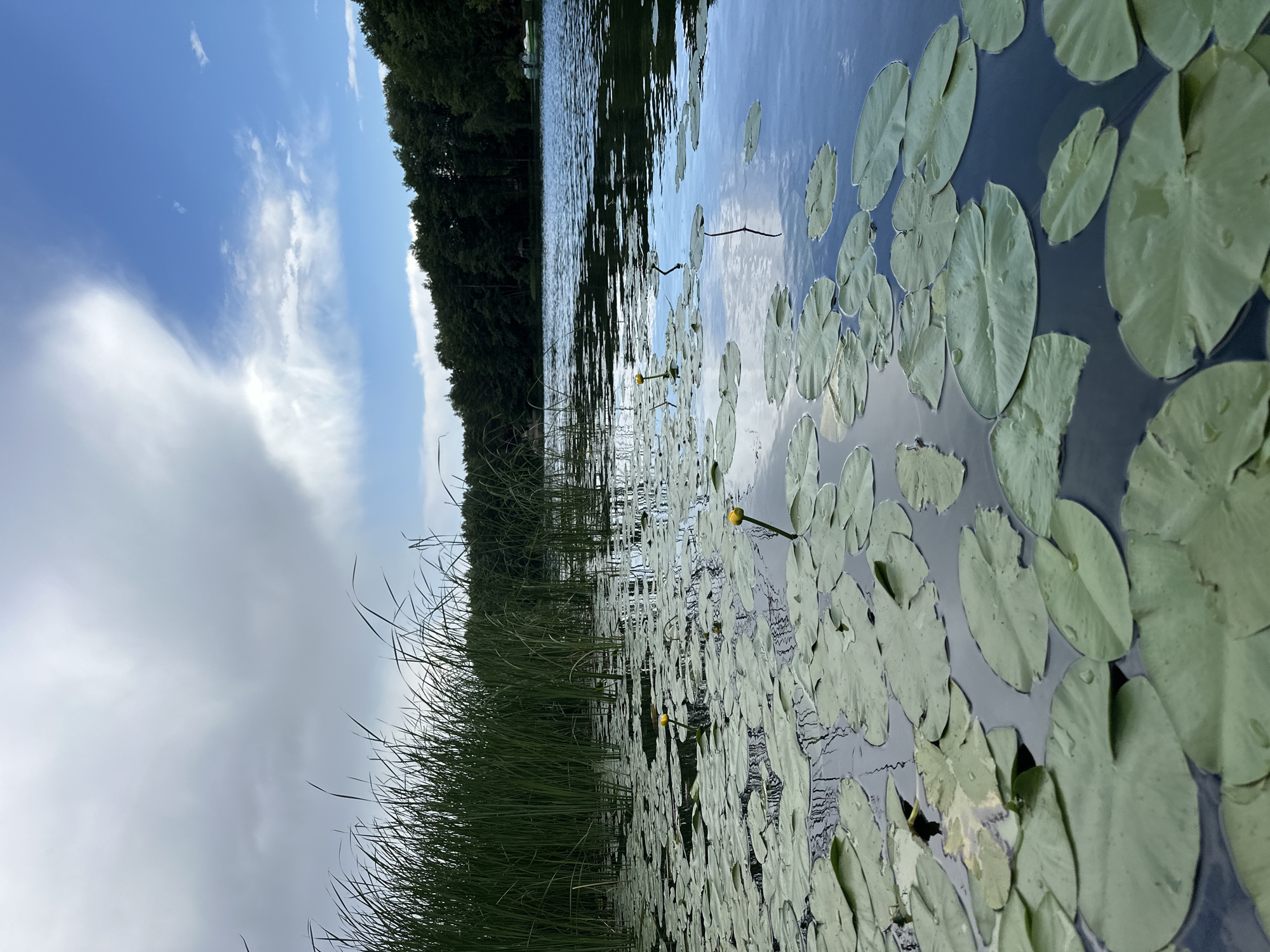 The image depicts a serene natural scene on a lake in Lipetsk, Russia. The foreground is dominated by the dark blue water, dotted with numerous round, green lily pads. A few delicate yellow water lily flowers are also visible, adding pops of color to the otherwise green and blue palette. Tall, slender reeds and grasses line the left edge of the frame, creating a natural border between the water and the distant shore.
In the background, a dense, dark green forest stretches along the horizon, its reflection shimmering on the water's surface. The sky above is a mixture of bright blue and soft, wispy white clouds. The lighting suggests it is daytime, likely late morning or early afternoon, with the sun casting gentle reflections. There are no people or explicit objects of human construction visible, emphasizing the untouched beauty of the natural environment. The overall impression is one of tranquility and peace, a quiet moment captured in nature.