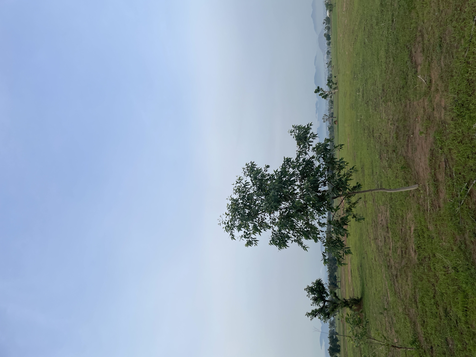 This is a vertical, eye-level shot of a wide, grassy field under a pale blue sky. In the foreground, a young tree with sparse branches stands to the left of center. A slightly larger, fuller tree is positioned in the mid-ground to the left, with two more trees further back to the right. Beyond the trees, a distant range of hazy blue mountains forms the horizon, with hints of a settlement or buildings visible at their base. The field is predominantly covered in green grass, with patches of exposed earth and some scattered dry vegetation. The overall impression is one of a tranquil, open landscape, possibly on the outskirts of the city of Jauro Yinu, Nigeria, given the environment. There are no people or animals visible in the image.