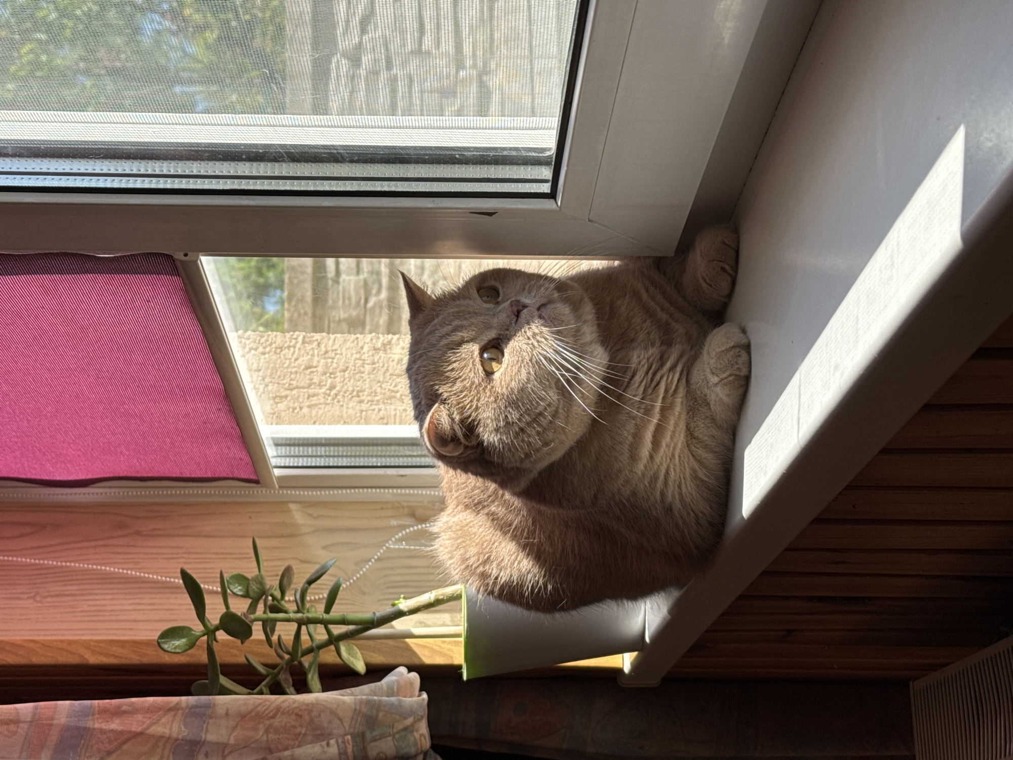 A ginger cat sits on a white windowsill, its body illuminated by sunlight streaming through a window. The cat is looking to the right, with its ears perked. To the left of the cat is a potted jade plant with green leaves. The window has a pink roller blind pulled down partway. The windowsill is set against a wall paneled with vertical wooden planks. Outside the window, a textured wall and trees are visible through a screen. The scene appears to be indoors, in an unknown location.