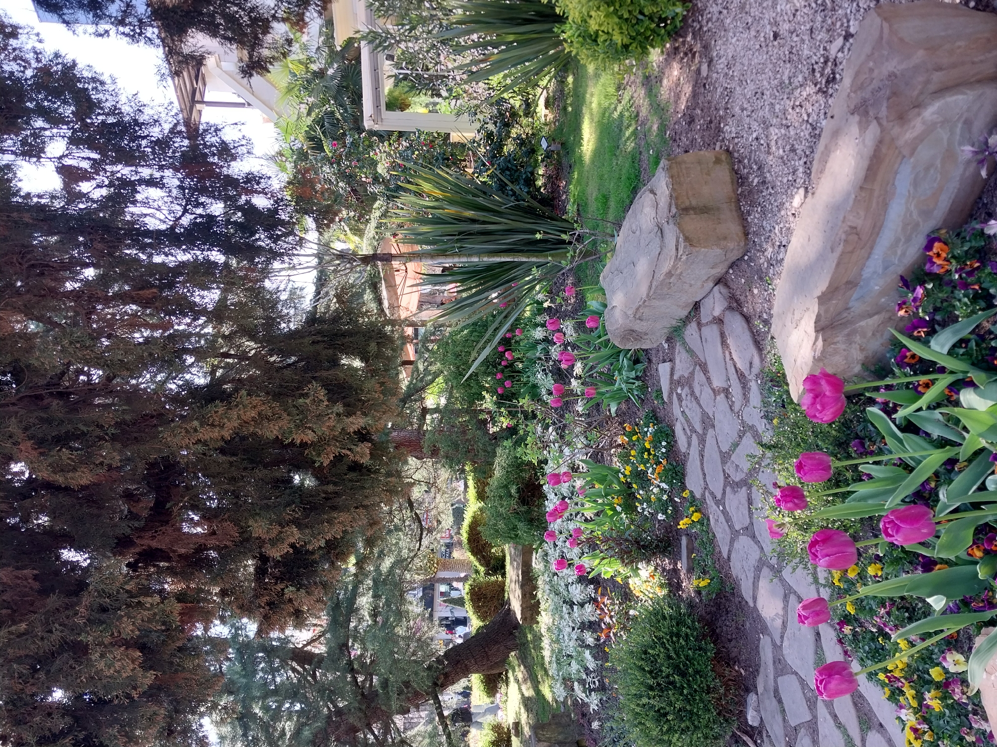 The image presents a vibrant and meticulously maintained garden located in Sochi, Russia, bathed in bright daylight. A winding pathway, constructed from irregularly shaped, light-grey stone pavers, traverses the scene from the foreground towards the midground on the right side.
The garden is rich with diverse plant life. In the immediate foreground, a striking cluster of pink-magenta tulips, with their prominent green leaves, stands out amongst smaller flowering plants including yellow, white, and purple pansies. Large, naturally weathered rocks, varying in shades from light brown to grey, are strategically placed along the edge of the pathway, enhancing the natural aesthetic of the landscaped beds.
To the left of the pathway, the garden beds feature an array of plants, including compact green shrubs, plants with silvery foliage, and other small, colorful blooms. Further back, broad-leaved, spiky plants, possibly Phormium or Yucca, are visible alongside dense green bushes. A large, mature evergreen tree, likely a cypress or juniper, with rich dark green and some reddish-brown foliage, dominates the left side of the frame, its branches extending across much of the upper left.
In the background, more lush greenery and distant trees are visible, along with a glimpse of a light-colored building or pergola, suggesting architectural elements within the garden setting. The scene evokes a sense of tranquility and careful cultivation, characteristic of a botanical park or resort. The lighting indicates a sunny day, likely morning or late afternoon, with clear skies. No people or visible text are present in the image.