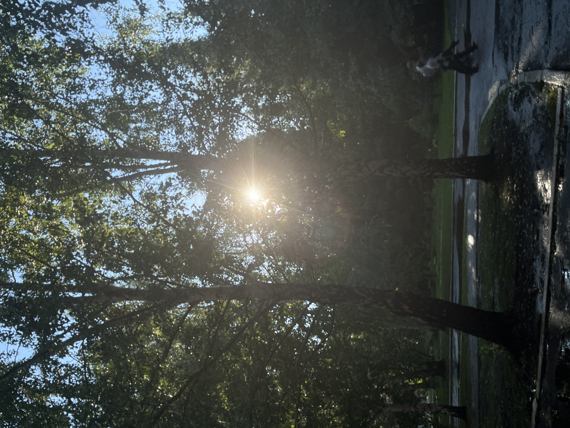 This media file captures a sun-drenched park scene in Karagaiskii, Russia. The dominant subjects are two mature trees with lush green foliage, their branches reaching towards the bright blue sky. Sunlight beams intensely through the leaves, creating a lens flare effect that adds a sense of warmth and natural beauty to the image. The ground below appears to be a paved pathway, possibly wet, reflecting the dappled sunlight and the surrounding greenery. In the background, a few people are visible, appearing small in the frame, suggesting the scene is a public park or a similar outdoor recreational area. One individual, a person in a light-colored top and dark trousers, is walking or standing, while another figure is partially obscured. The overall impression is one of a pleasant, perhaps late afternoon, day with clear skies and a gentle, diffused light. The wet pavement hints that it might have recently rained or that there's an irrigation system. The scene evokes a feeling of tranquility and a connection with nature. There is no visible text in the image.