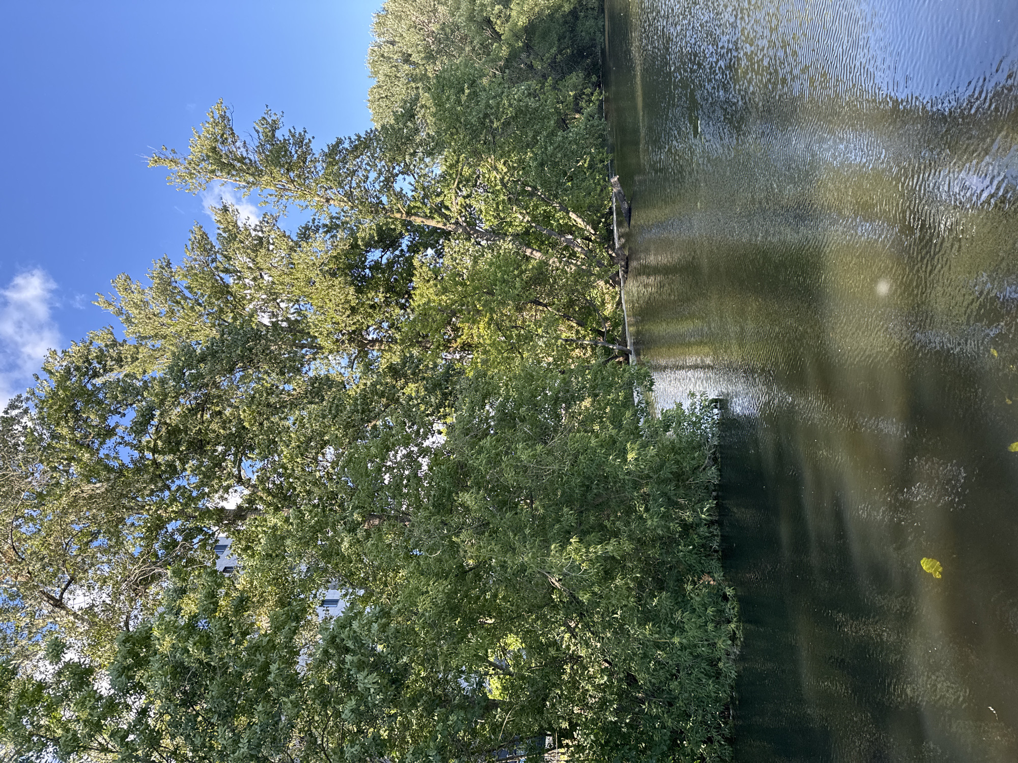 This media file depicts a serene canal scene in Saint Petersburg, Russia. The primary subjects are lush green trees lining the canal on the left side and the calm, rippling water on the right. The time of day appears to be late morning or early afternoon, indicated by the bright sunlight casting shadows and highlighting the leaves. The weather is clear and sunny, with a vibrant blue sky visible through the tree canopy.
The trees are dense and full of leaves, suggesting a warm season, likely summer or early autumn. Some of the tree branches extend over the water, creating a sense of enclosure and natural beauty. The water itself is dark and reflects the sky and surrounding trees, with gentle waves creating patterns of light and shadow. A thin, dark line runs along the edge of the canal, possibly a pier or a retaining wall.
In the background, peeking through the foliage on the left, is a glimpse of a building. This architectural element suggests an urban setting within Saint Petersburg, contrasting with the natural elements of the trees and water. The overall mood is peaceful and tranquil, inviting a sense of calm. There is no visible text in the image.