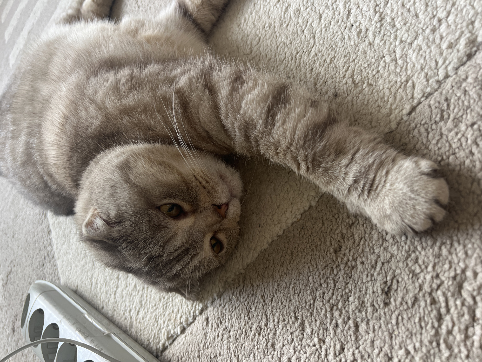 An overhead shot captures a relaxed Scottish Fold cat lying on a light-colored, textured carpet in Chaikovsky, Russia. The cat, with soft grey-beige fur and subtle tabby stripes, is stretched out on its back or side, its head tilted towards the viewer. Its distinctive folded ears are visible, and its warm amber eyes are open, gazing calmly. One front paw is extended towards the right side of the frame, showcasing its soft fur. In the bottom left corner, part of a white power strip with multiple outlets and an attached white cable is visible, indicating an indoor setting. The carpet features a subtle pattern, and the overall lighting suggests a peaceful daytime atmosphere. The cat appears comfortable and at ease in its surroundings. No discernible text is visible in the image.