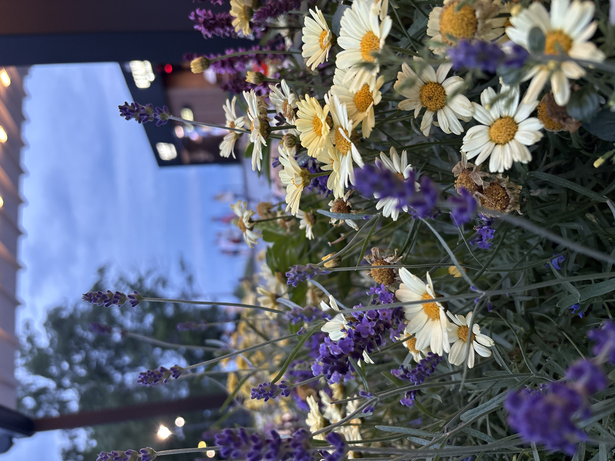 A close-up, low-angle shot showcases a dense arrangement of flowers, including purple lavender spikes and white daisies with yellow centers, against a dusky blue sky. The flowers are in the foreground, with some appearing slightly wilted. In the blurred background, lights from a building with signage are visible, suggesting an urban or commercial setting. The overall scene evokes a sense of twilight or early evening. This scene is likely located in Svetlogorsk, Russia, given the context of the prompt.