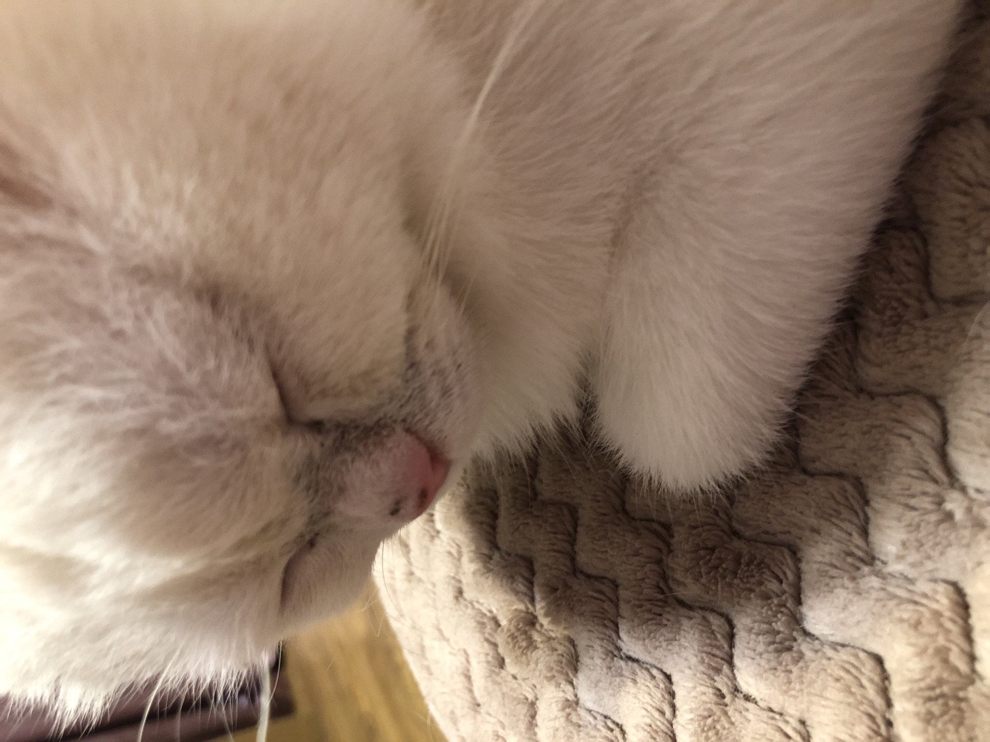 An extreme close-up shot captures the face of a light-colored cat with its eyes closed, resting on a textured, light brown blanket. The cat's fur appears soft and fluffy, with some faint darker markings around its nose. The blanket has a pattern of raised, interlocking squares. The lighting is soft, and the background is blurred, suggesting an indoor setting. The overall impression is one of peaceful repose.