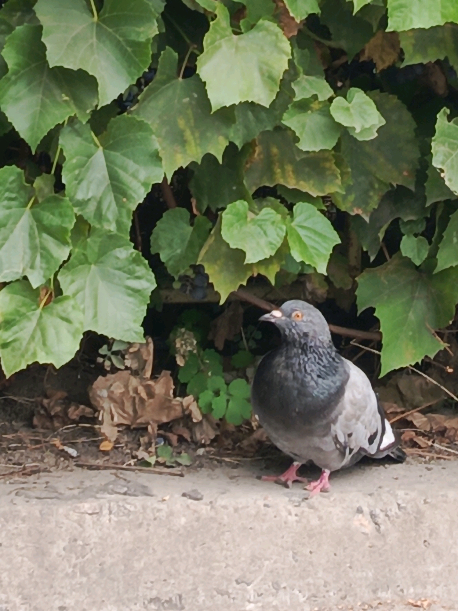 A lone pigeon stands on a concrete ledge in front of a dense green vine-covered wall. The pigeon is facing right, with its head tilted slightly upwards. Its feathers are a mixture of gray, white, and black, with iridescent neck feathers. The pigeon's eyes are bright orange. The background consists of large, lush green leaves of varying sizes, some showing yellowing edges. Below the leaves, there is a patch of brown dried leaves and some scattered green foliage. The concrete ledge in the foreground is rough and textured.