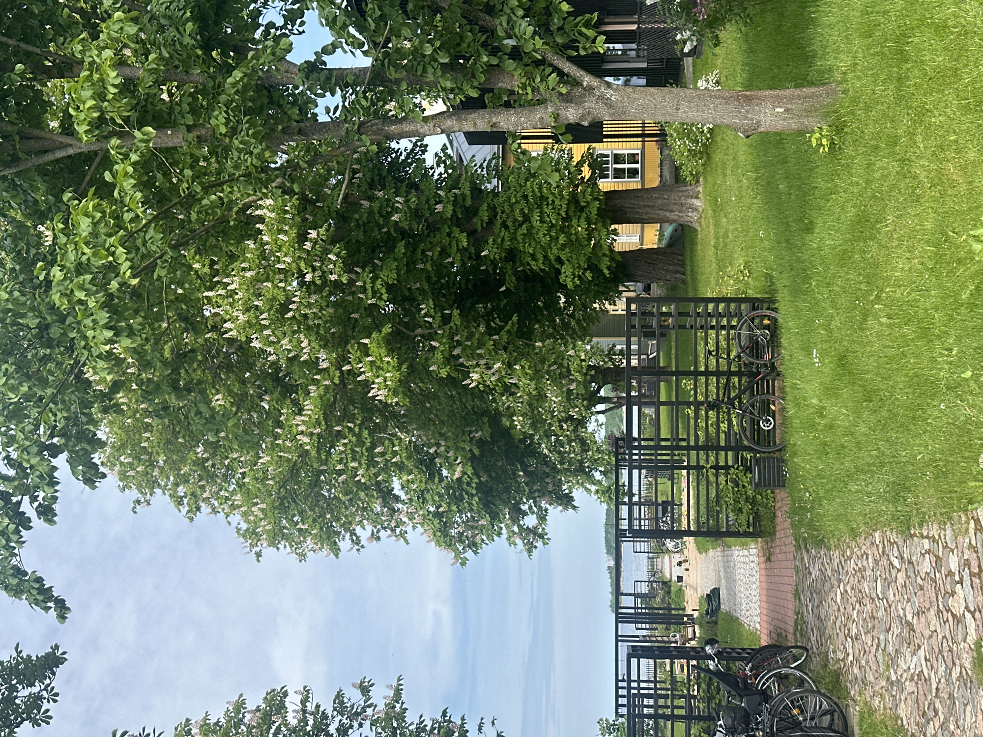 The image depicts a pathway in a grassy area leading towards a body of water. Tall trees with green leaves and white blossoms flank the pathway. The pathway itself is paved with cobblestones and bricks, and a black metal fence encloses a portion of the area. Several bicycles are parked along the fence. In the background, there are buildings with yellow and dark exteriors. The sky is overcast. The location is identified as Tallinn, Estonia. The scene appears to be a public outdoor space, possibly a park or a residential area near the waterfront. No people are visible in the image.