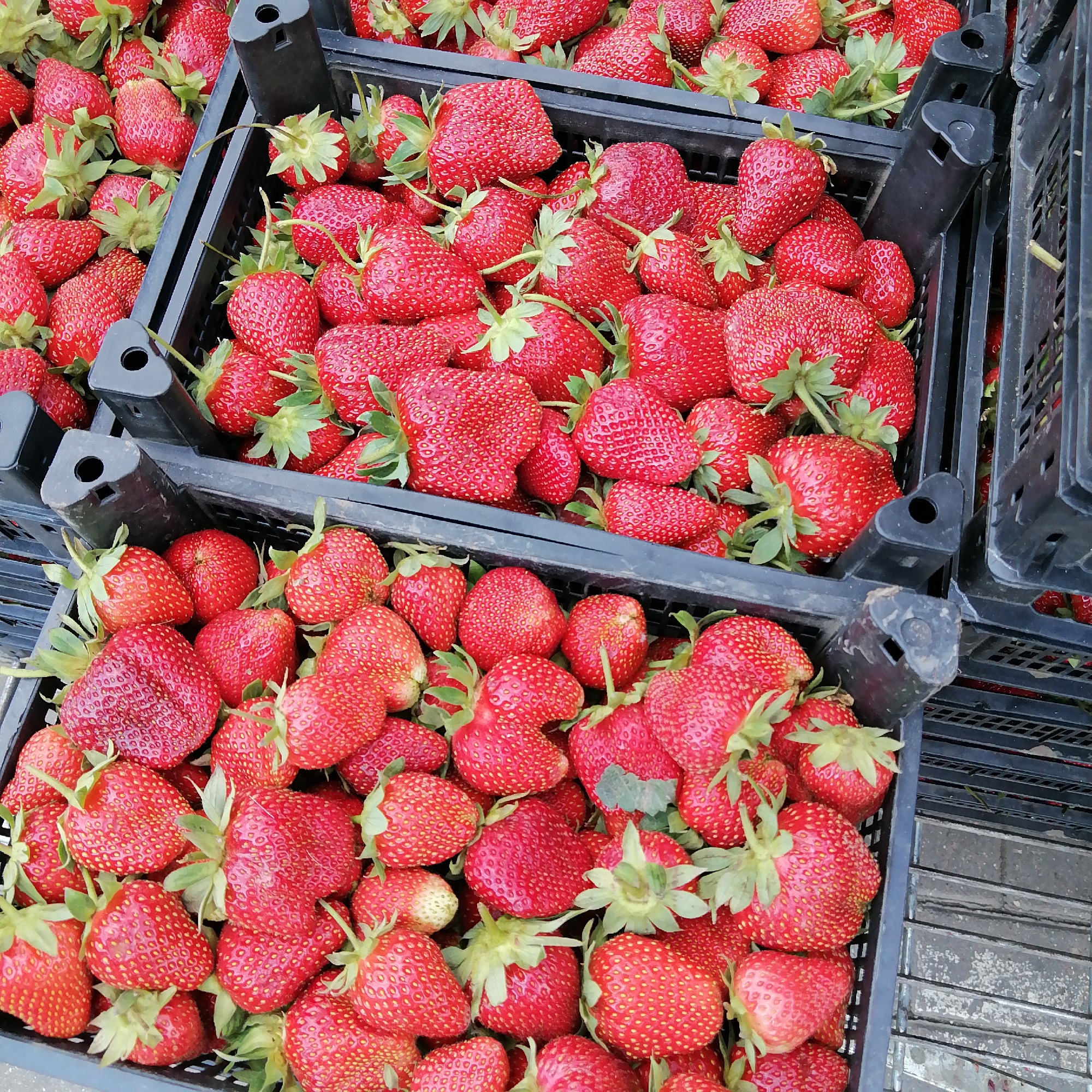 Two black plastic crates filled with fresh strawberries are positioned side-by-side. The crates are stacked, with the top crate partially obscuring the bottom one. The strawberries are vibrant red, with some displaying green stems and leaves. The background consists of a gray, textured surface, possibly concrete or pavement, with some visible gaps in the crates. The lighting suggests an outdoor setting during the day, with natural light illuminating the scene. There are no people or animals present in the image.