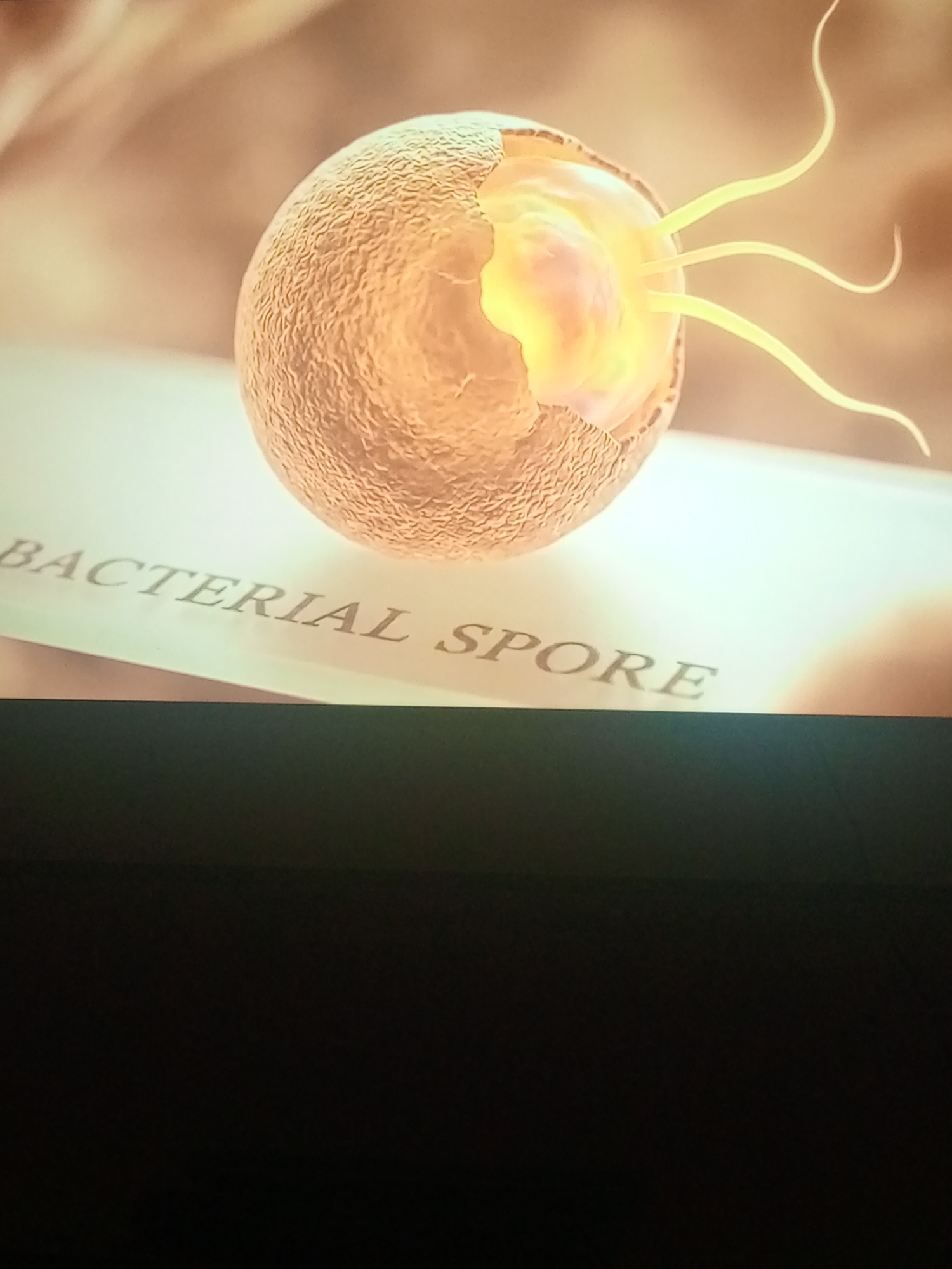 The media file displays a close-up, animated rendering of a bacterial spore. The spore has a textured, spherical outer layer, with a portion of its interior visible. This inner core glows with a warm yellow and pink light and has several thin, whip-like appendages extending outwards. The background is a soft, out-of-focus blur of warm, earthy tones.
The bacterial spore is positioned above a light-colored surface, likely a document or label, on which the words "BACTERIAL SPORE" are clearly visible in a serif font. The rendering suggests an educational or scientific context, illustrating the structure of a bacterial spore. There are no people, specific weather conditions, or time of day indicated. The overall impression is one of scientific illustration, focusing on the detail of the biological subject. The bottom portion of the image is obscured by a dark, solid area, possibly a shadow or part of the display frame.