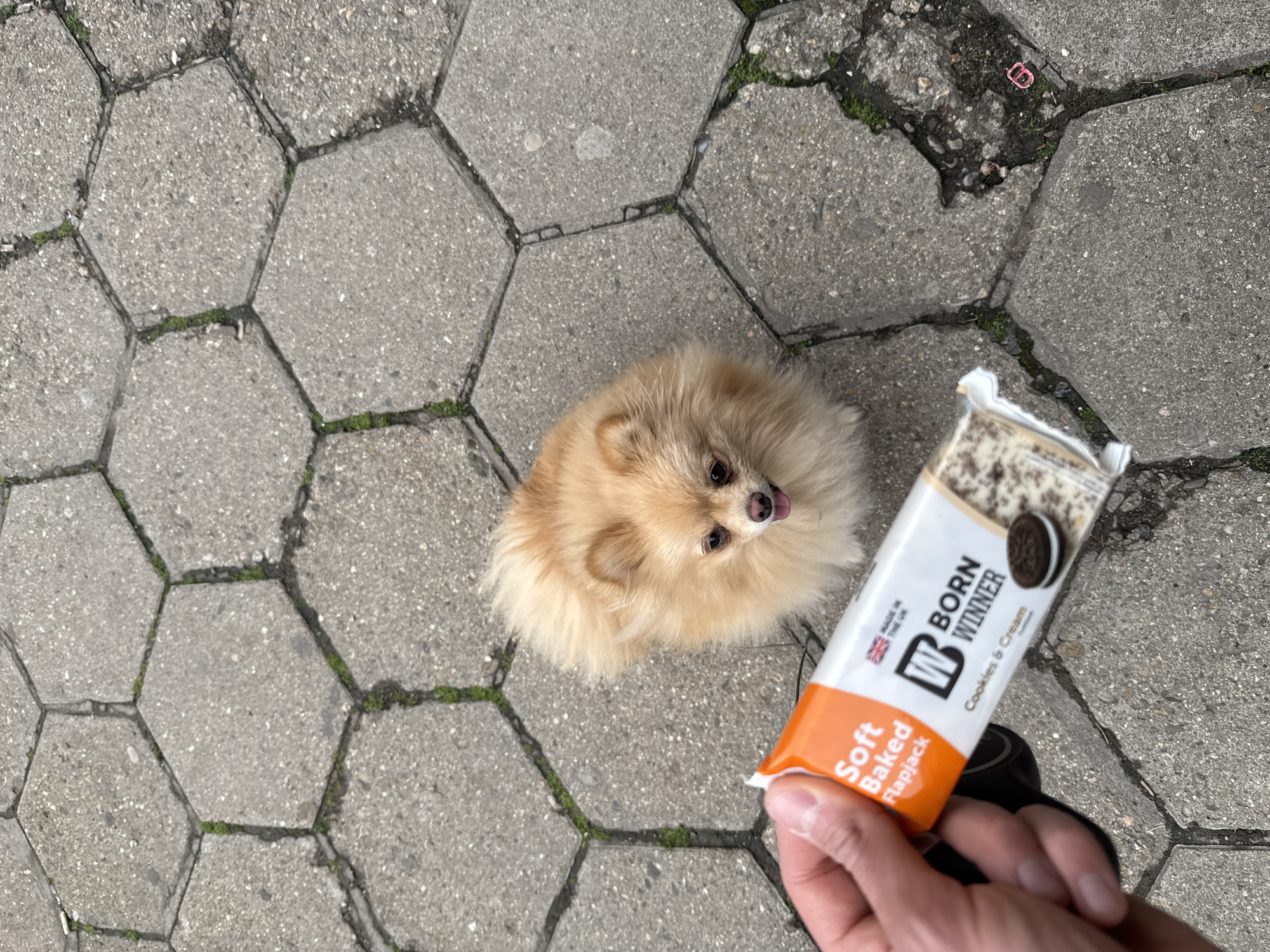 An overhead shot shows a light-brown Pomeranian dog looking up at the camera. A hand holds a "Born Winner Soft Baked Flapjack Cookies & Cream" snack bar. The ground is made of hexagonal concrete pavers with moss in the crevices. A small piece of pink plastic lies on the pavers in the upper-right corner of the frame. This scene is likely in a public outdoor area, but the location in the city of Stara Zagora, Bulgaria, cannot be determined from the visual data alone.