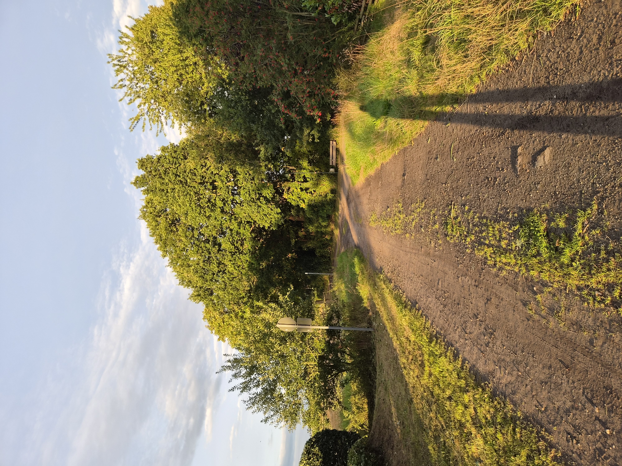 The image depicts a rural dirt path lined with lush green trees and vegetation, likely in the vicinity of Schiffdorf, Germany. The sun, low in the sky, casts long shadows across the path and illuminates the scene with a warm, golden light, suggesting it is either early morning or late afternoon.
The path itself is uneven and appears to be frequently used, with visible tire tracks and small stones. To the left of the path, the ground slopes downwards, covered in dry grass and a few scattered weeds. Further left, a dense, dark green shrub or hedge is visible. A single, circular sign on a metal pole stands near the left edge of the path, its purpose unclear without a closer view.
On the right side of the path, taller, wilder grass and foliage dominate, with a prominent rowan tree bearing clusters of red berries adding a splash of color. In the background, a wooden bench is situated amongst the trees, offering a place to rest and enjoy the scenery.
A human shadow, elongated by the low sun, stretches across the right side of the path and into the grassy verge, indicating the presence of the photographer. The sky above is a pale blue, with scattered, wispy clouds that are beginning to catch the warm light. The overall impression is one of peaceful, natural beauty on a quiet country lane.