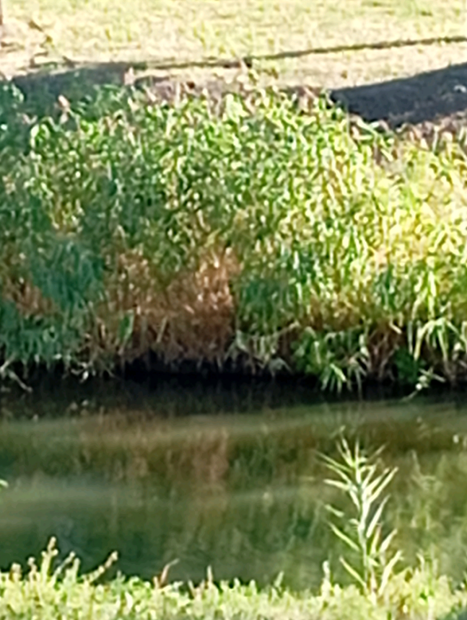 The image shows a body of water with vegetation along its edge. The water is dark and reflects the surrounding greenery. The vegetation consists of tall grasses and other plants, with some patches of dry, brown foliage interspersed with green. The background is blurred but appears to be a grassy area with a dark strip, possibly a path or road. There are no people or animals visible in the image. The scene is a natural outdoor setting, possibly a park or a wild area.
