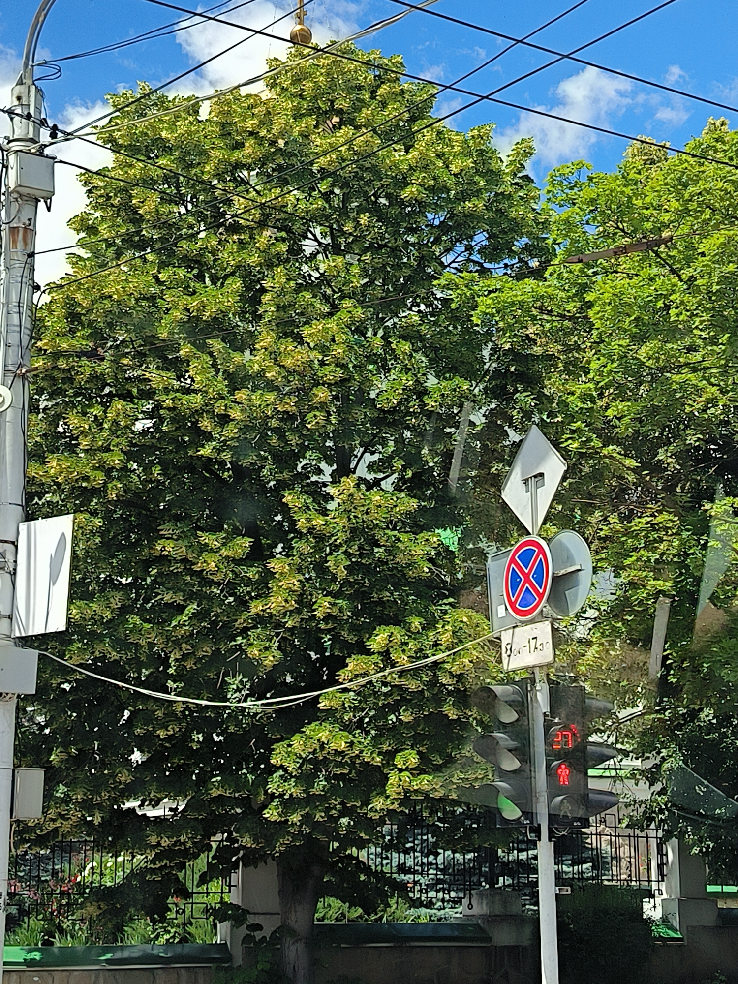 The image shows a traffic light with a red signal and a pedestrian signal displaying a red silhouette of a person. Above the traffic light, there are traffic signs, including a diamond-shaped sign and a circular sign with a red border and a blue cross, indicating no stopping or parking. A sign below the circular sign displays "8-17.30". A large tree with green foliage dominates the background, with electrical wires and a utility pole visible to the left. In the distance, a fence and some greenery are partially obscured by the trees. The scene appears to be on a street in Tiraspol, Moldova, under a partly cloudy blue sky.