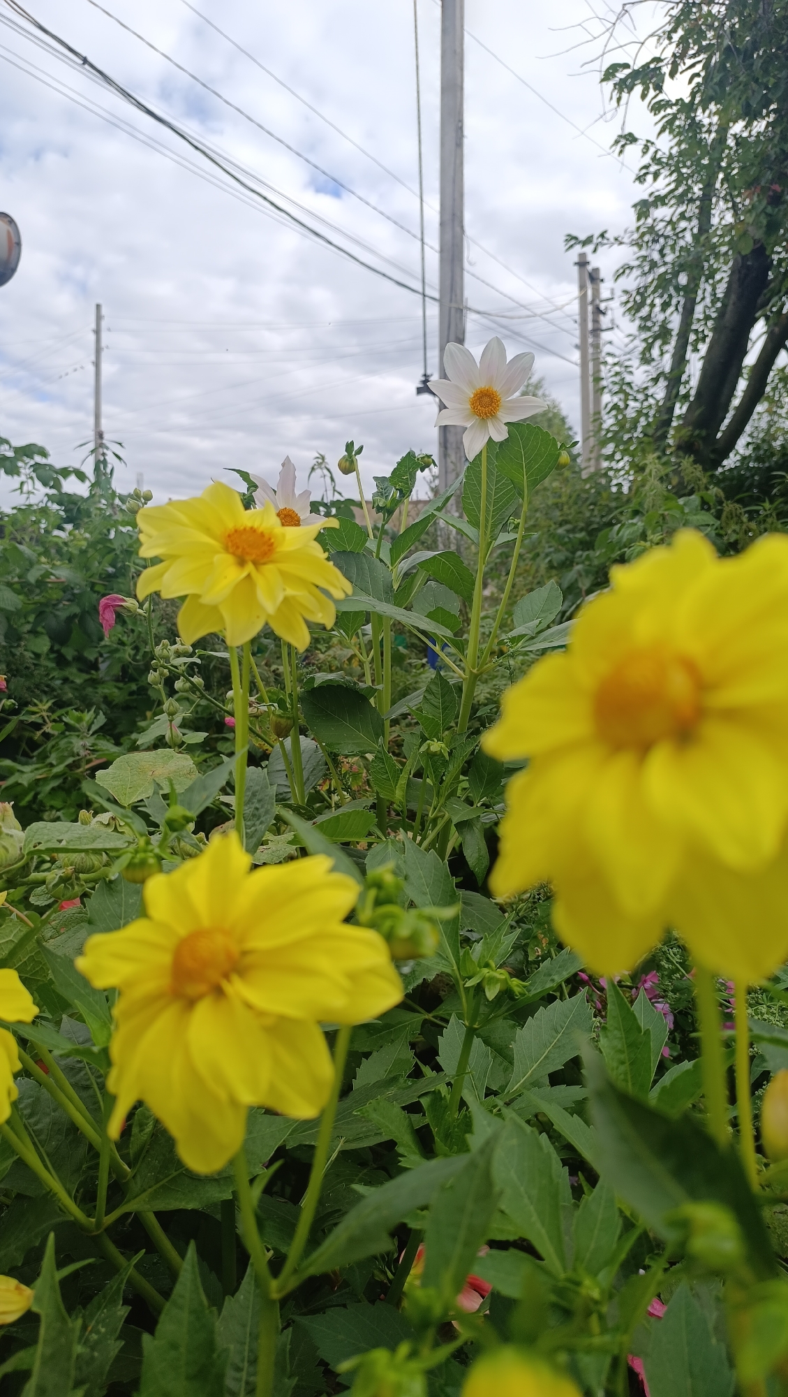 This is a medium-angle, eye-level, outdoor, daytime, close-up shot of yellow and white dahlias in Karsha, Russia. The flowers are in focus in the foreground and middle ground, with a blurred white flower with a yellow center to the right of center and a large yellow dahlia to the left of center, also with a yellow center. Behind these flowers are more dahlias and other greenery, with a blurred tree to the right. In the background, telephone poles and wires are visible against a cloudy sky. The image conveys a sense of natural beauty in an urban setting.