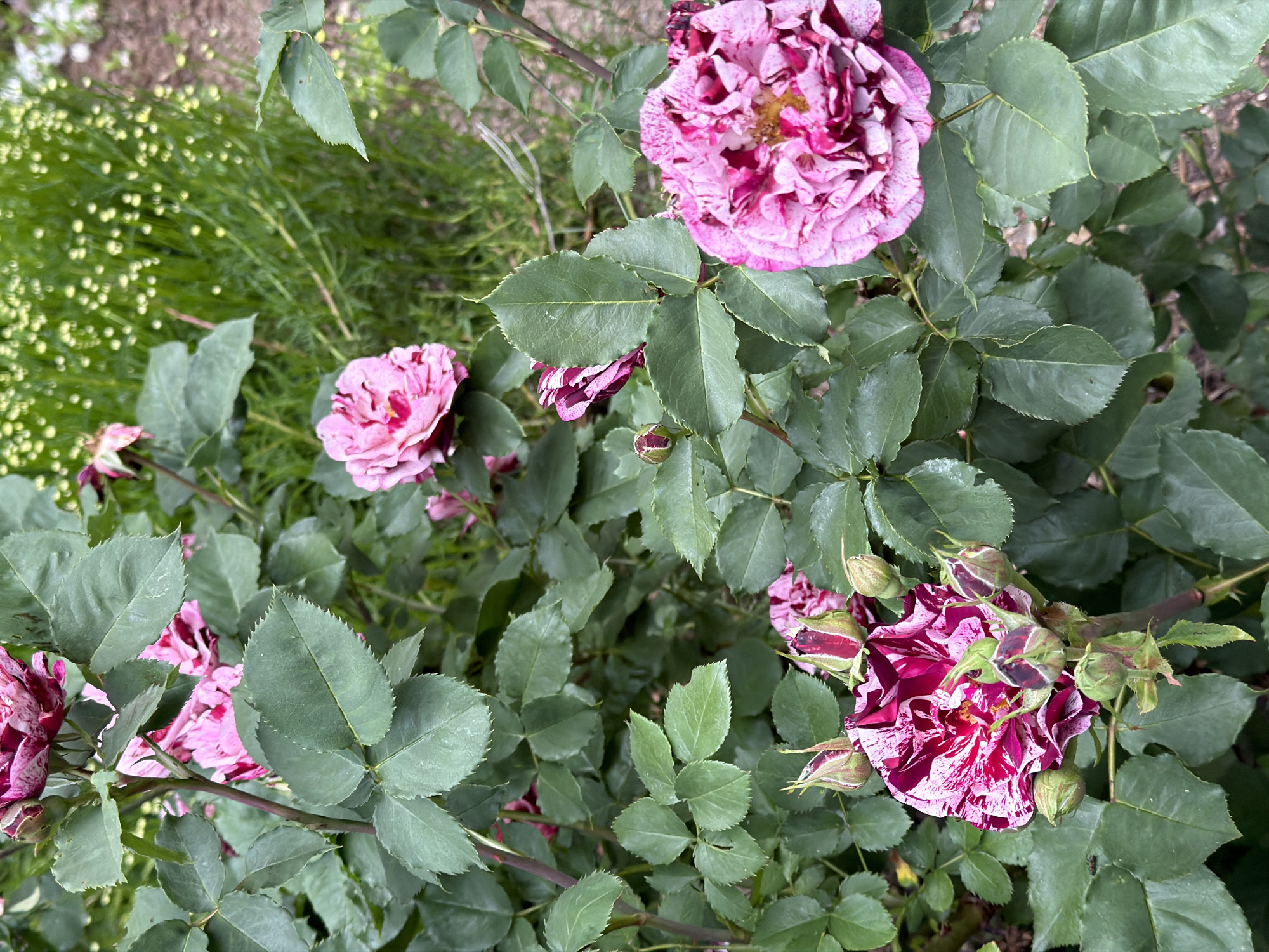 A close-up shot depicts a blooming rose bush with a mix of open flowers and unopened buds. The roses are a distinctive mottled pattern of pink and deep burgundy. The bush is surrounded by green foliage. In the background, a patch of green ground cover is visible. The scene appears to be located outdoors in a garden setting, likely in Sofia, Bulgaria. The focus is on the rose bush. No people, actions, or interactions are visible.