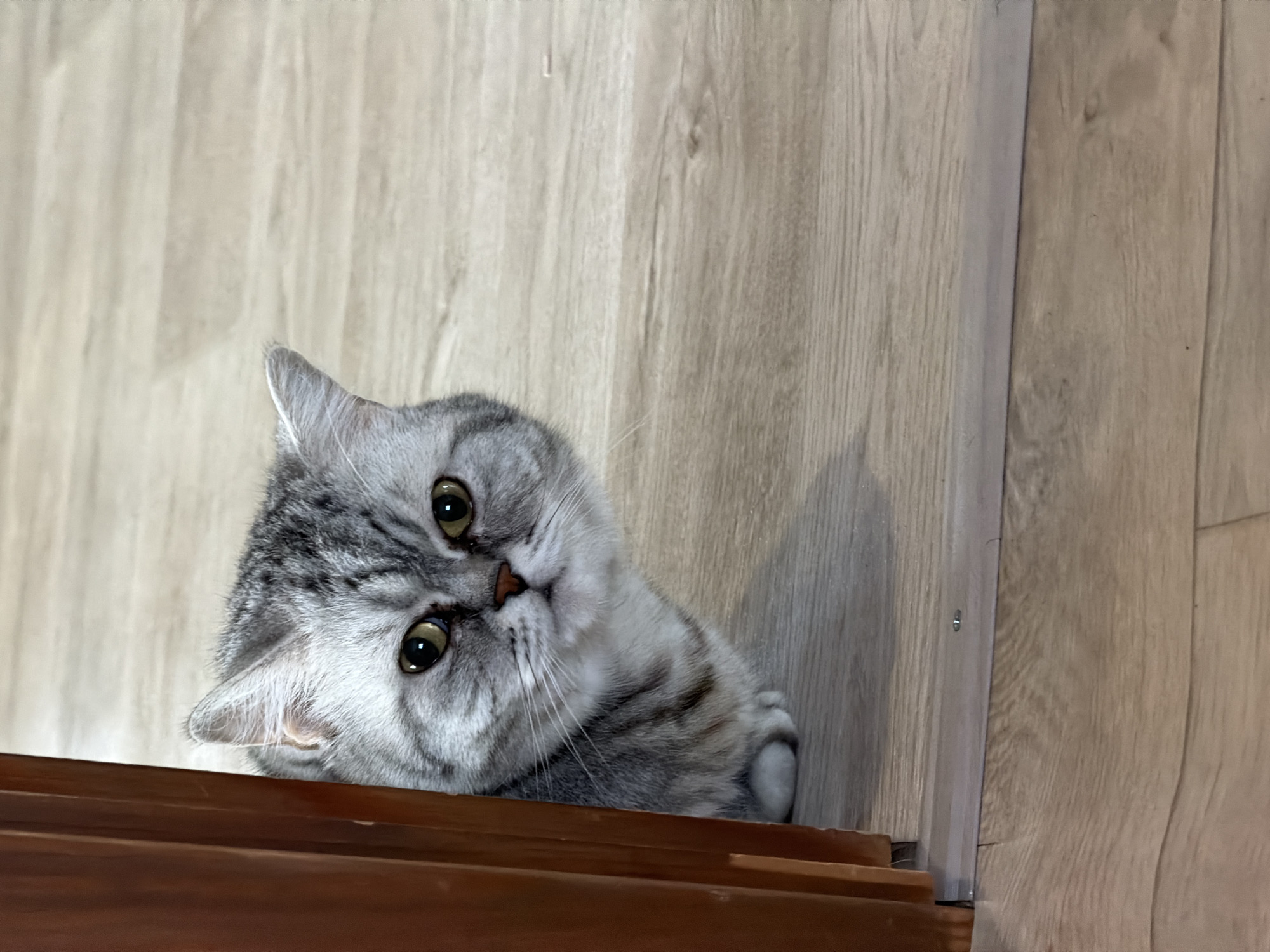 A domestic cat, likely a British Shorthair, is captured in a close-up, peeking inquisitively over a dark brown wooden ledge. The cat’s head is tilted to its left, showcasing its round face and alert expression. Its eyes are wide, a striking greenish-yellow, fixed on something just out of frame, conveying curiosity and attentiveness. The cat's fur is a dense silver-grey with distinct dark tabby stripes, and its prominent whiskers are visible. One front paw rests gently on the dark wooden surface below.
The background features light-colored wooden panels with visible grain, suggesting either wall paneling or flooring in an indoor setting. A vertical seam or transition strip is visible towards the right side of the background, indicating joined sections of wood. The foreground is defined by the dark, polished wooden ledge, providing a clear visual separation from the lighter background.
The lighting appears to be soft and natural, possibly from an indoor light source or a nearby window, illuminating the scene evenly without harsh shadows. The cat's pose and expression evoke a sense of playfulness and observation within what appears to be a comfortable home environment. There is no visible text in the image. The scene is set in an interior space within Chaikovsky, Russia.