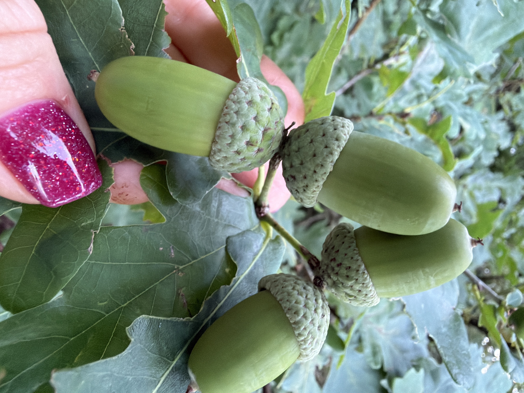 In Bol'shie Kurashki, Russia, a close-up shot captures a branch of an oak tree bearing four green acorns. A hand, with a fingernail painted in sparkly pink polish, is gently touching the acorns. The background consists of blurred green oak leaves.