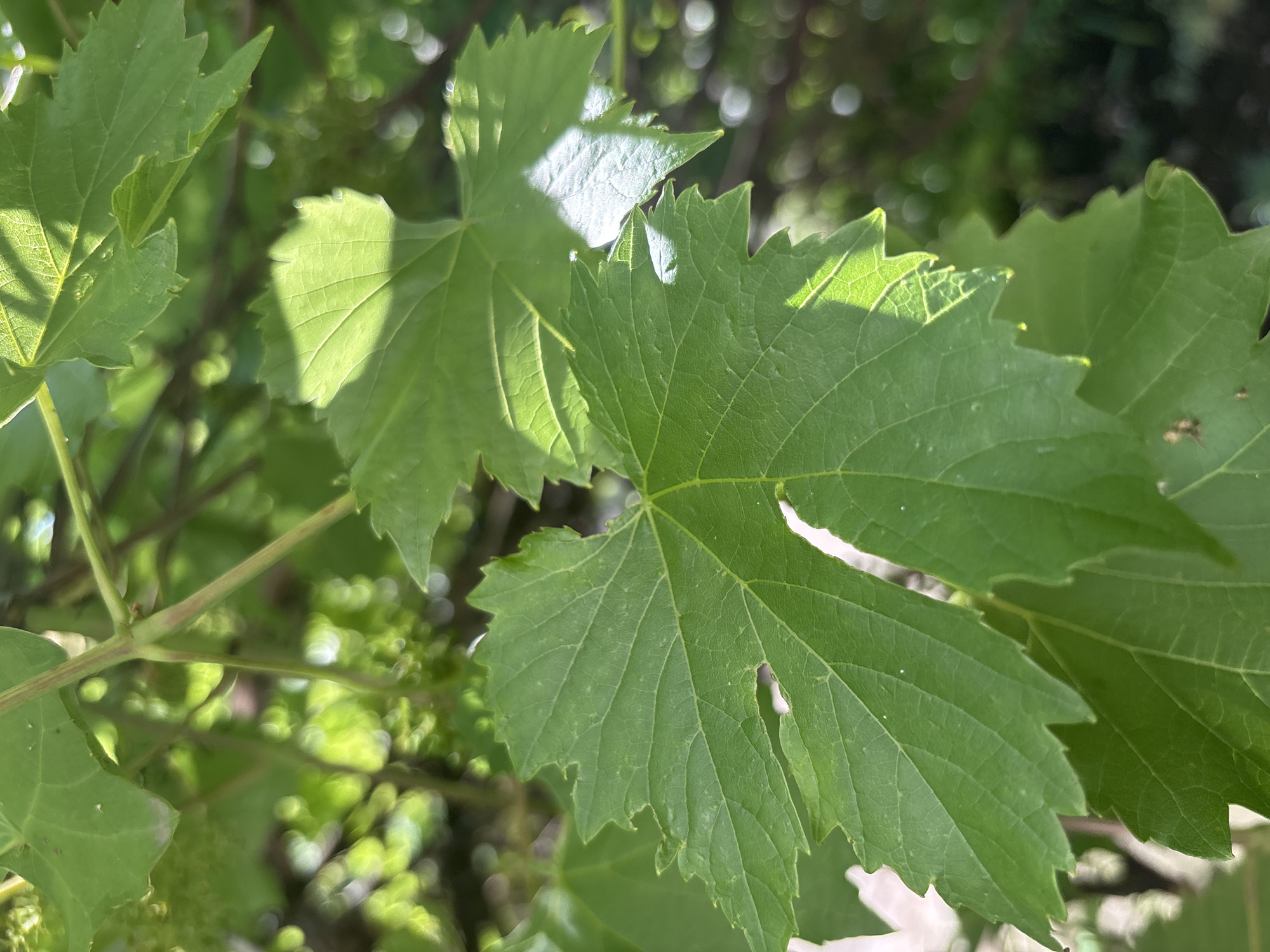The media file is a close-up, eye-level shot of green grape leaves. The leaves are large with serrated edges and prominent veins. Some leaves are in sharp focus, while others are blurred due to the shallow depth of field. Sunlight filters through the foliage, creating bright highlights and shadows on the leaves, suggesting it is daytime with good lighting conditions. The background is a bokeh of green foliage and possibly sunlight, indicating an outdoor setting in a natural environment, likely a garden or vineyard. There are no people or objects other than the plants visible. The overall impression is one of natural growth and the vibrancy of plant life in sunlight. The image is primarily focused on the texture and form of the leaves. There is no visible text.