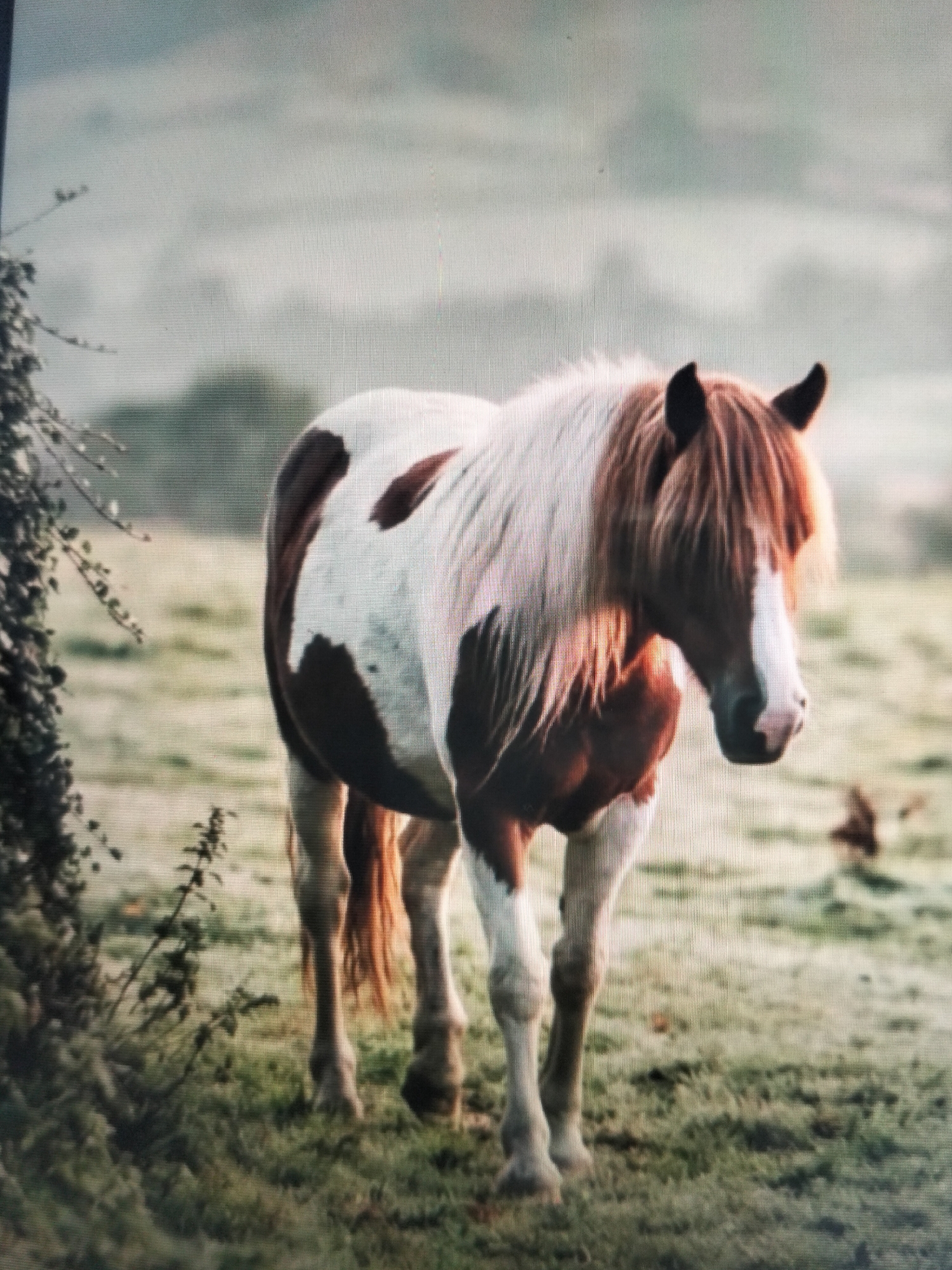 A piebald horse stands in a grassy field. The horse has patches of brown and white fur. Its mane and tail are a light brown color. The horse is facing the camera and appears to be looking directly at the viewer. The background is blurred and shows a hazy, green landscape. There are some bushes and trees on the left side of the image. A small bird can be seen in the background on the right. The overall impression is one of a peaceful and natural setting. This image is located in the city of Payagaboh, Indonesia.
