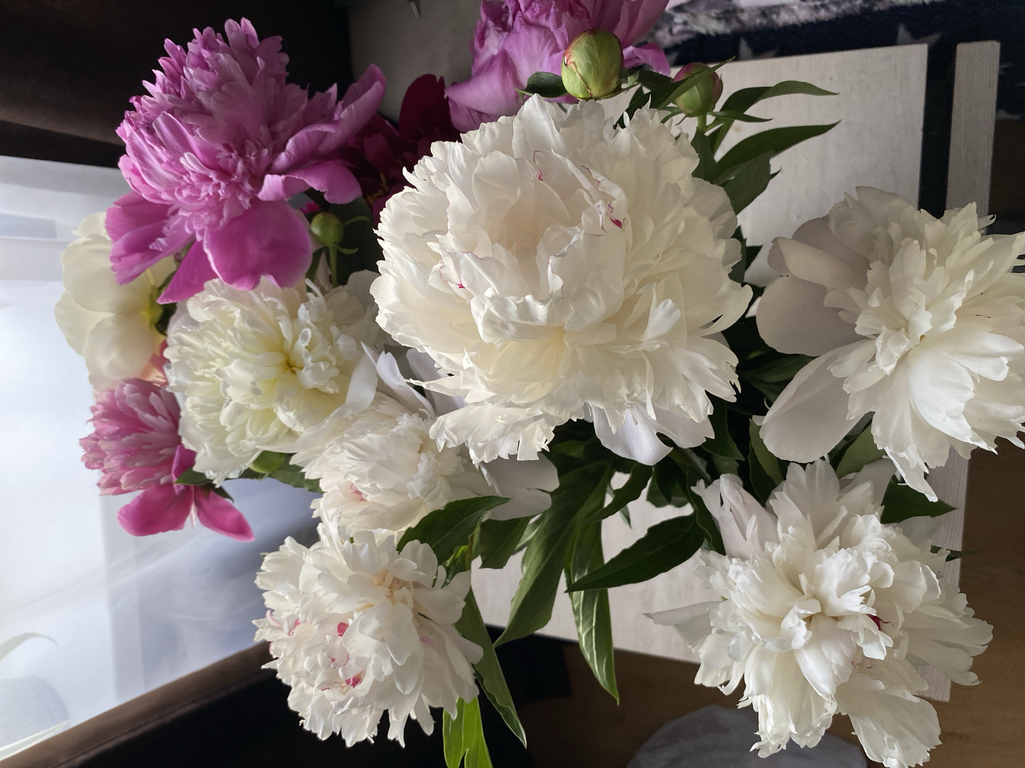 A bouquet of fresh peonies, predominantly white and fuchsia/magenta, is displayed in a brightly lit indoor setting within the city of Unknown, Unknown. Several fully bloomed white peonies, some with subtle pink or red accents at their centers or petal edges, occupy the foreground and mid-left. Interspersed among these are vibrant fuchsia or magenta peonies, particularly prominent on the right side of the bouquet, along with a few paler yellow blooms visible in the upper background. Dark green foliage and several tightly closed green flower buds, one showing a hint of pink, are visible among the stems. The flowers are arranged on a flat, light-colored surface, likely a table or countertop. In the background, a window with sheer white curtains or blinds is visible on the left, providing diffused natural light. To the right, a darker brown or black element, possibly a piece of furniture or a dark curtain, contrasts with the bright flowers. A patterned textile with black and light-colored geometric designs is partially visible in the lower right quadrant of the background. No individuals are present in the image.