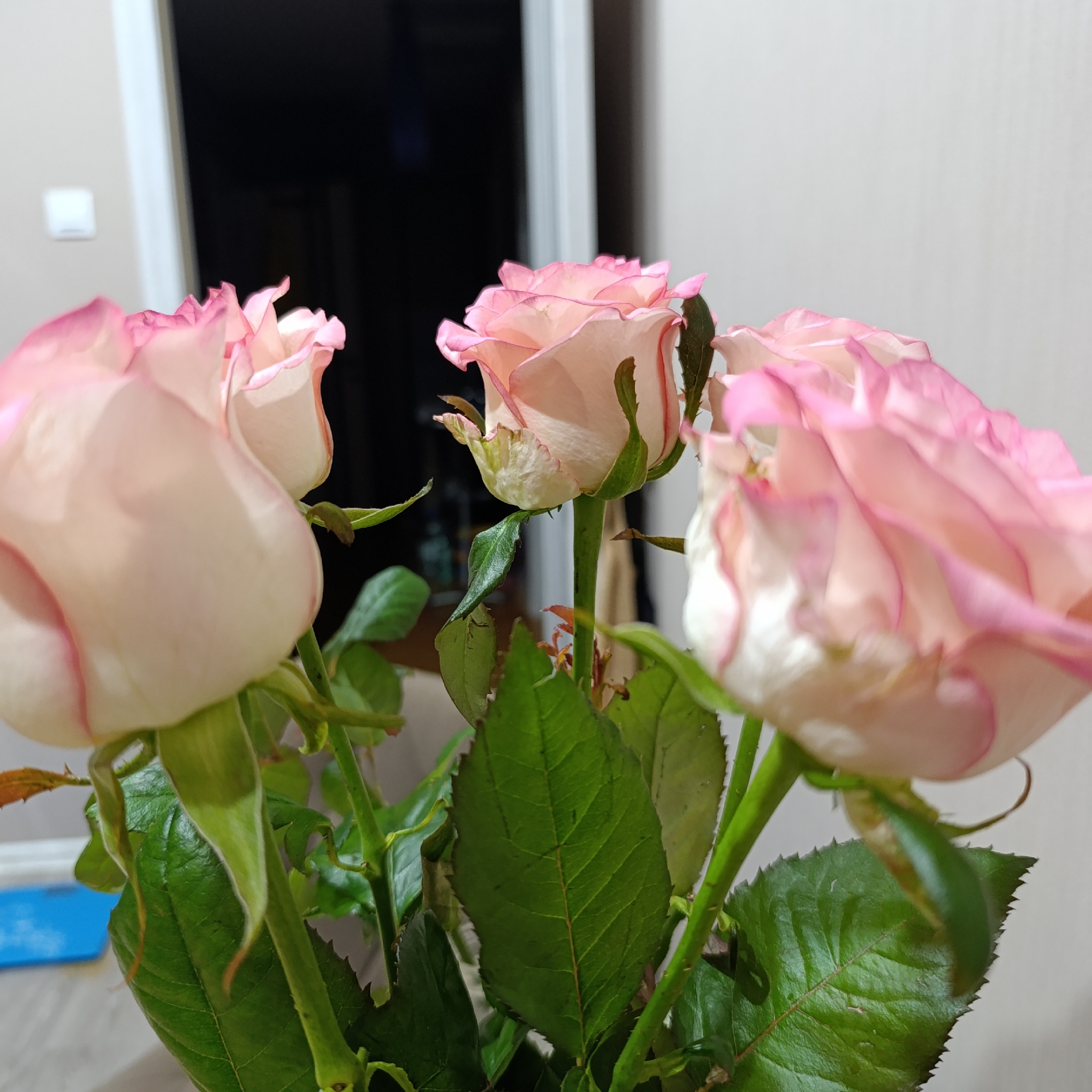 A close-up, static indoor image features three rose blossoms with cream and pink petals and green foliage. The central rose is sharply focused, exhibiting cream petals with pronounced pink margins and green sepals at its base. Accompanying green stems and serrated leaves are visible. The background consists of a light-colored interior wall on the left, displaying a white rectangular light switch. A white doorframe is present towards the center-right, delineating a dark, unlit room or hallway beyond. No individuals are present, and no actions are occurring. The specific location within the city of Марковский, Russia, is not discernible from the visual content.