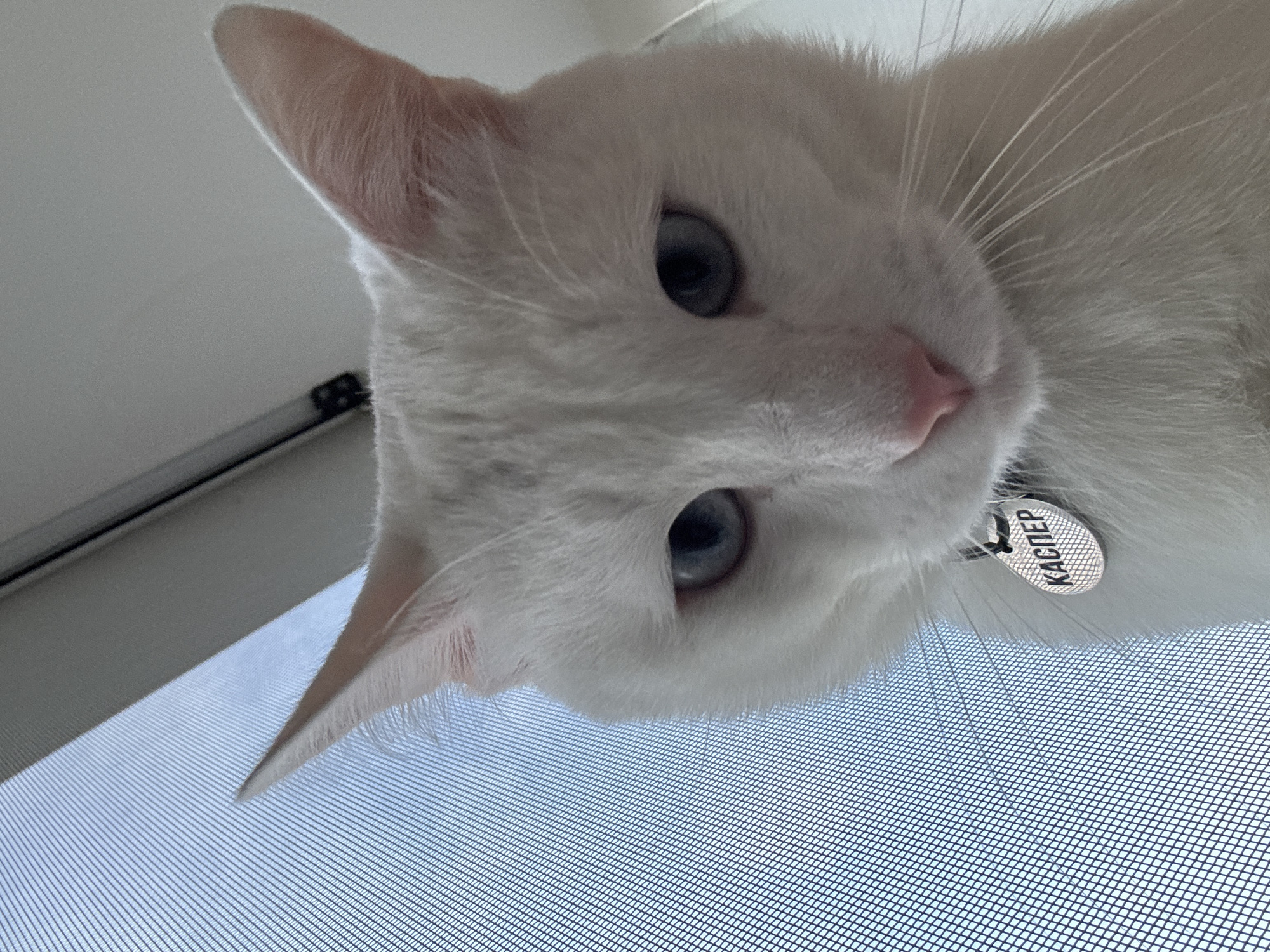 A white cat with blue eyes, wearing a silver tag that reads "КАСПЕР" (Kasper in Russian), is looking down at the camera. The cat is positioned in front of a window screen with a blue sky visible through it. The scene is indoors, likely in an apartment or house, and does not contain any specific visual cues indicating its location within the city of Kazan, Russia.