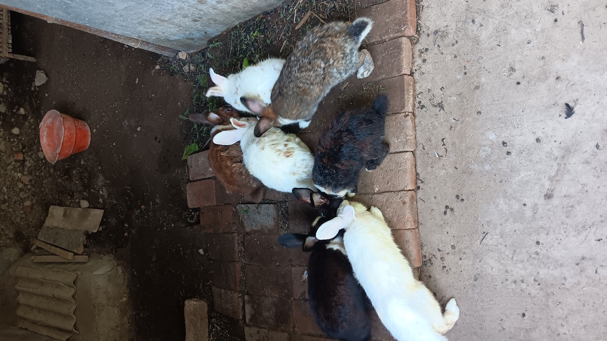 A group of rabbits are gathered on a brick surface in an outdoor enclosure, possibly a farm or backyard, in Sonobekel, Indonesia. The enclosure appears to be constructed with concrete and brick flooring, with a dirt area in the background. Several rabbits of varying colors, including white, brown, black, and spotted, are clustered together, some appearing to be eating or interacting. In the background, there are some corrugated metal sheets, a red plastic bucket, and what looks like the base of a wooden structure. The scene suggests a casual setting where rabbits are kept.