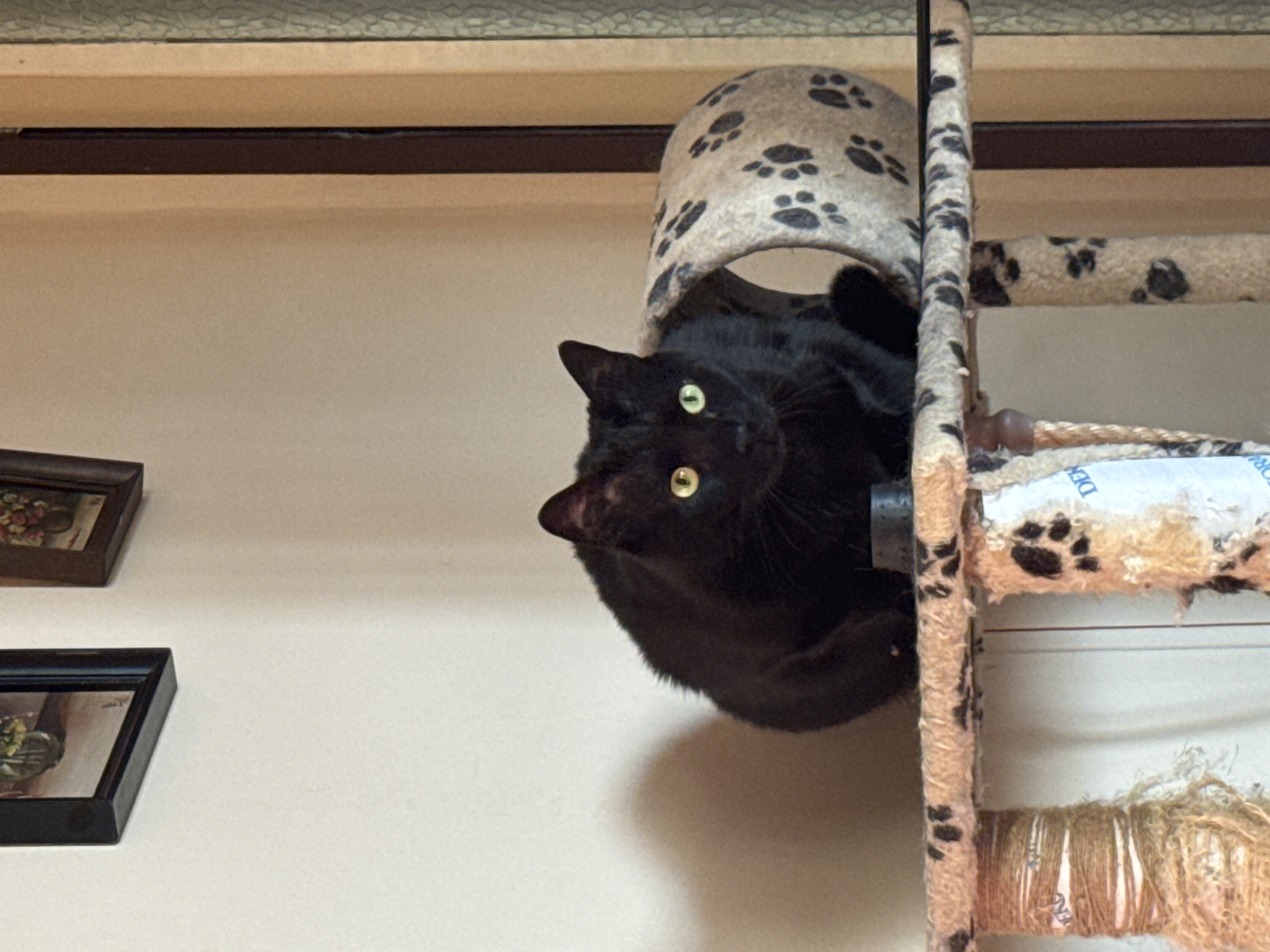 A black cat is curled up inside a cat tree. The cat tree has a beige exterior with black paw prints. The cat's yellow eyes are visible. The background is a light beige wall with two framed pictures. The scene is indoors. There is no indication of the location in Sofia, Bulgaria.
