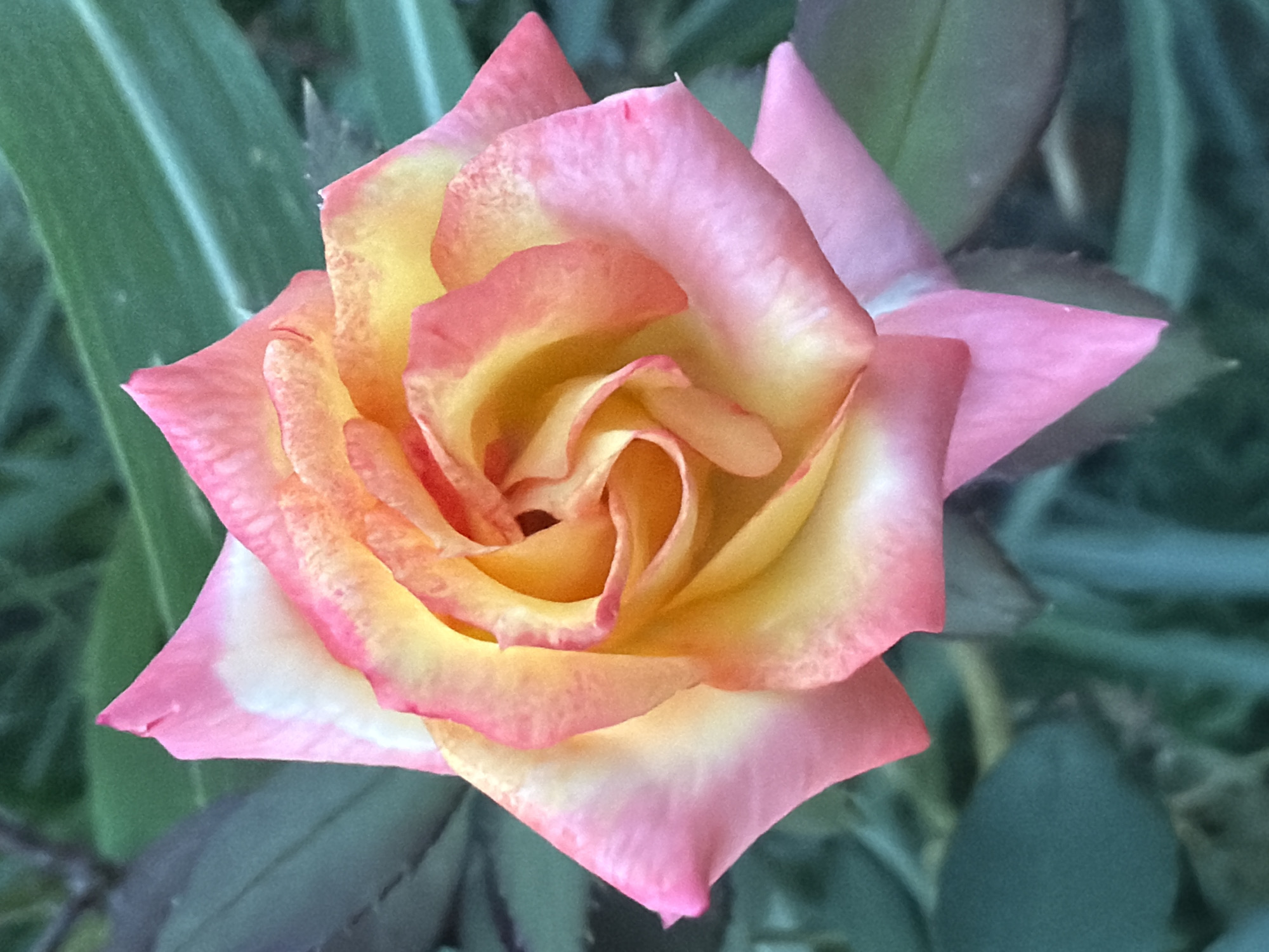 A close-up, high-angle shot shows a bi-colored rose with petals transitioning from yellow-orange at the center to pink at the edges. The rose is situated outdoors, with blurred green foliage and dark leaves forming the background. The image does not provide any information or context related to the city of Sabirabad, Azerbaijan.