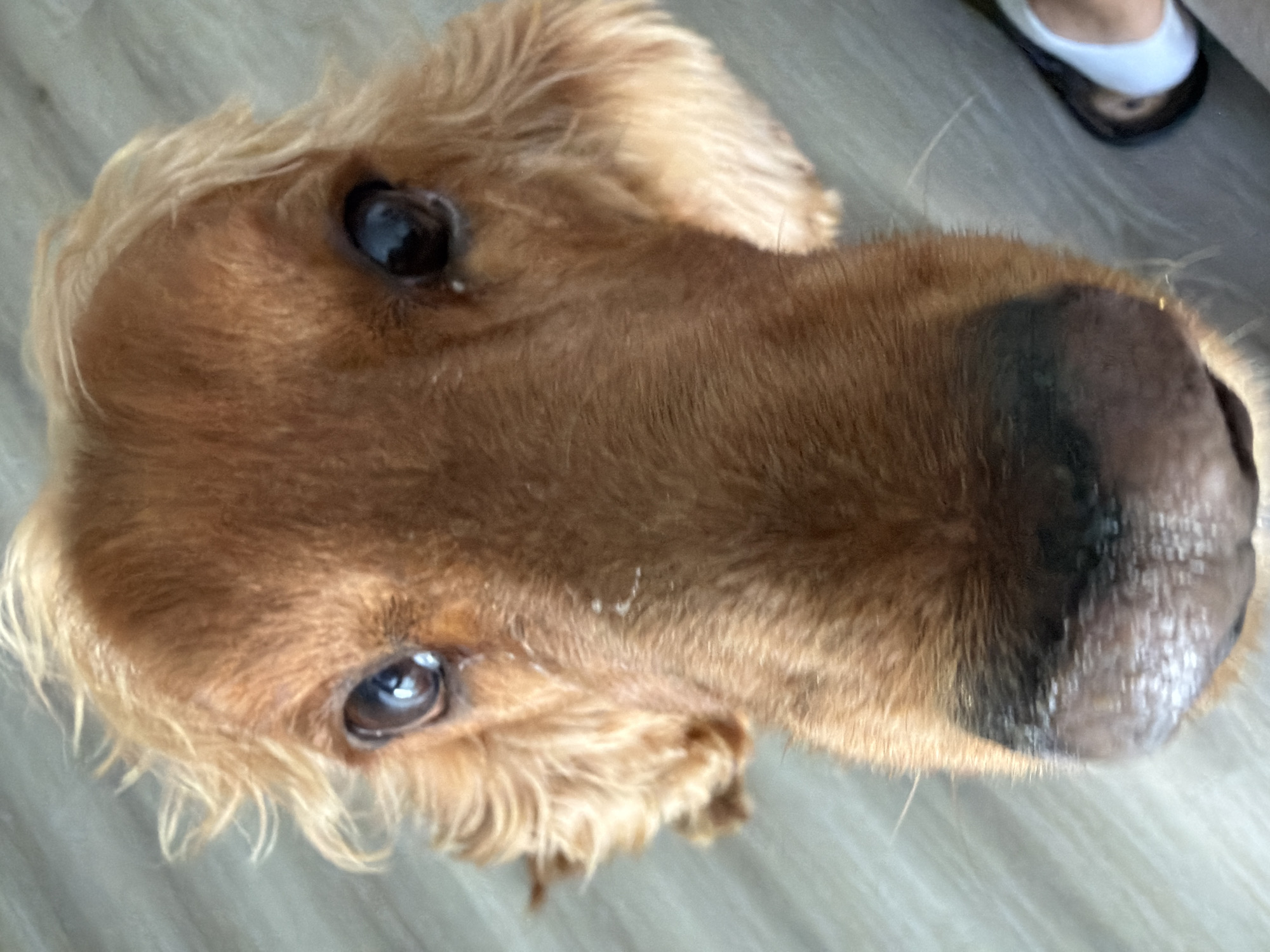 The image is a close-up, high-angle shot of a golden retriever's face. The dog is looking directly at the camera with its large, brown eyes. Its fur is a warm, reddish-brown, and its ears are floppy and covered in longer, wavy hair. The dog's nose is dark and appears slightly wet. Some white debris is visible on the dog's snout and forehead. The background is a light-colored, wood-grained floor. In the lower right corner of the image, a person's foot wearing a sandal is visible. The scene is indoors, and the lighting suggests it is daytime. There is no specific information that would allow for the localization of this image to the city of Łódź, Poland.