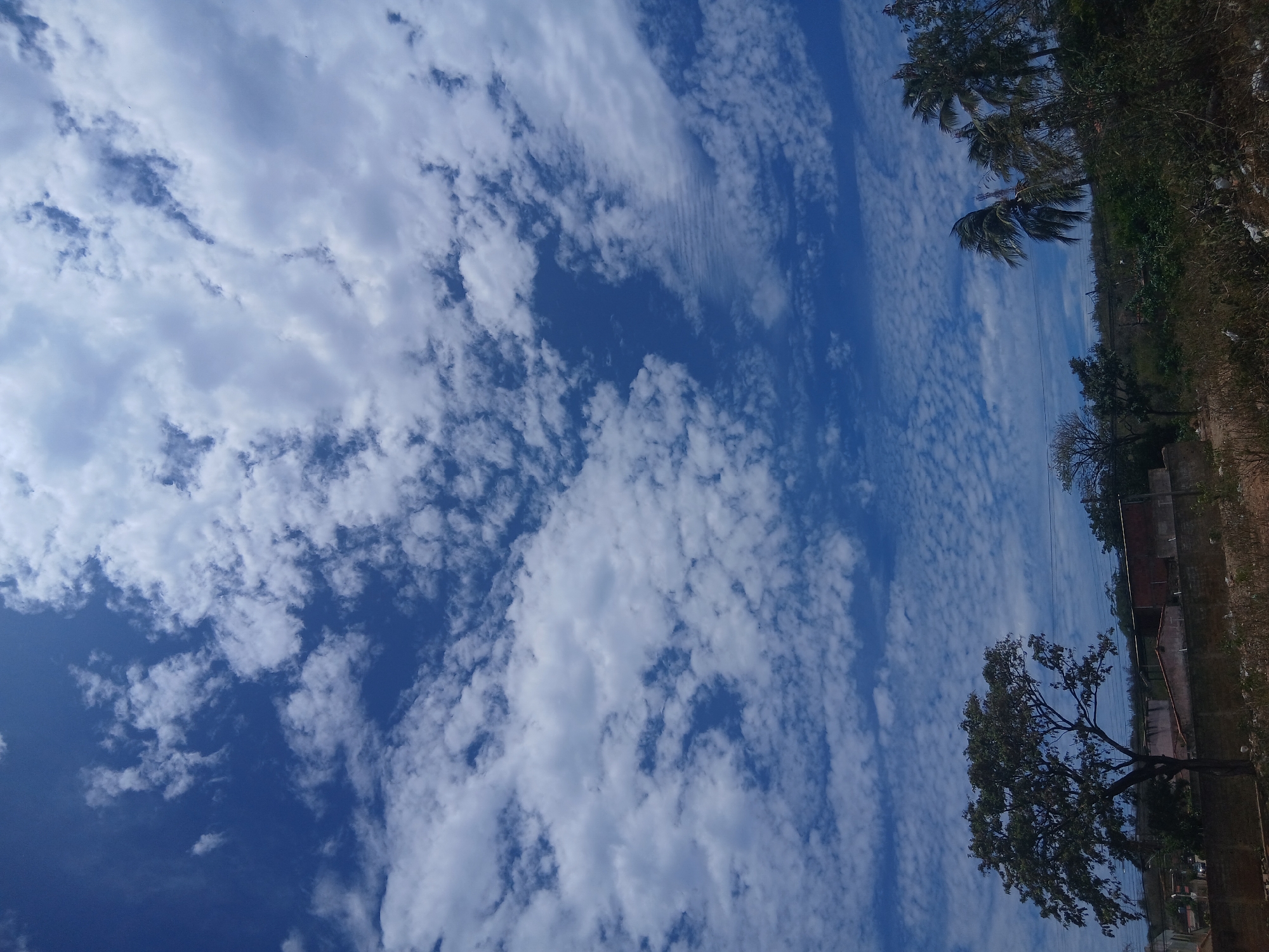 The image depicts a bright blue sky filled with numerous small, puffy white clouds, likely altocumulus or cirrocumulus. The sky occupies the majority of the frame. Along the right edge of the image, there is a strip of land with vegetation, including trees (some palm trees) and possibly some buildings partially obscured by foliage. The perspective is looking upwards. The location is potentially Juan Griego, Venezuela. There are no people visible in the image. The overall scene suggests a sunny day with a slightly windy environment due to the palm tree branches being bent.