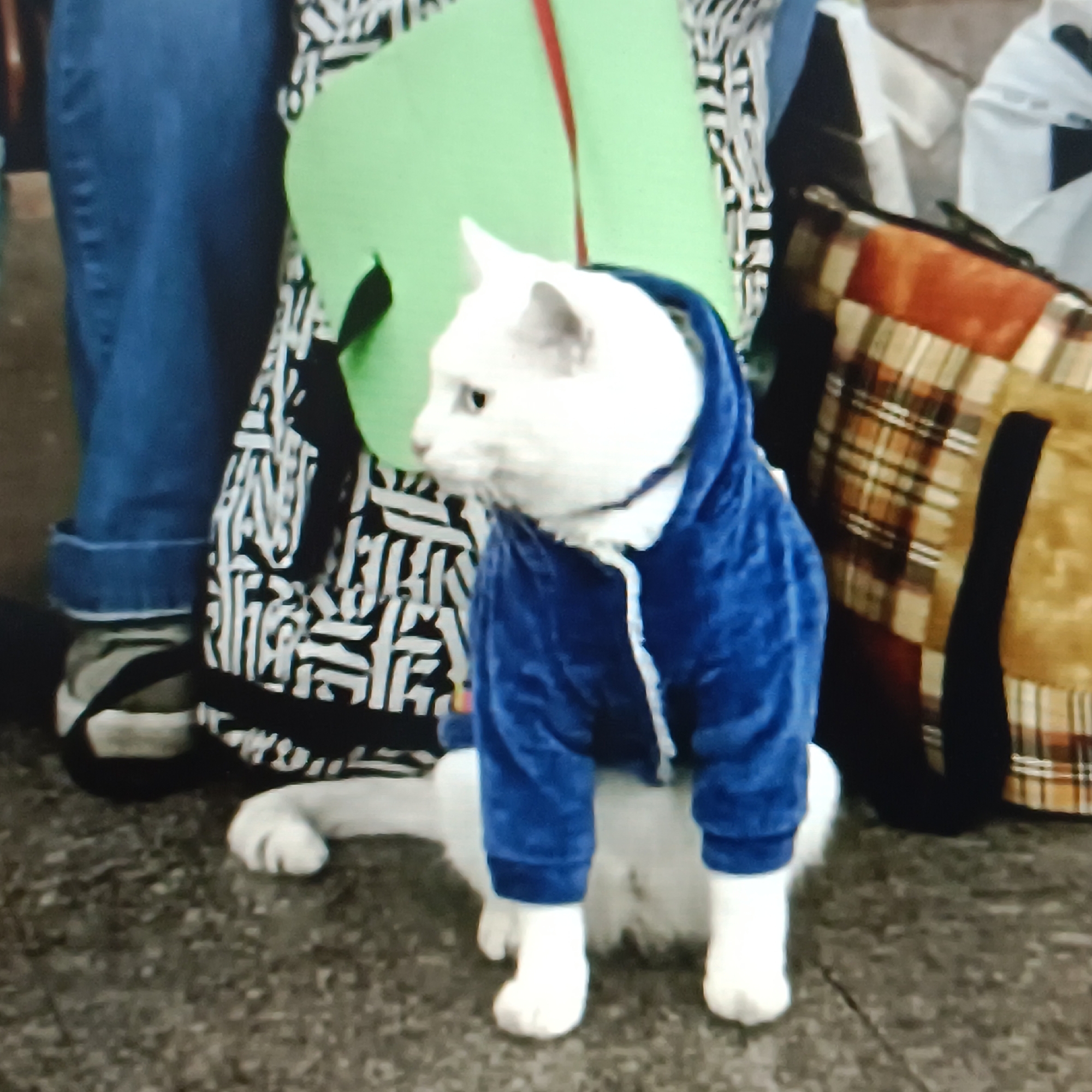 In a city scene with an unknown location, a white cat is the central subject. The cat is wearing a blue hooded garment and is positioned with its front paws resting on the ground, while its hind legs are tucked beneath it. The cat's expression is neutral, and it is looking to the left. Behind the cat, a person is partially visible, wearing blue jeans and a white t-shirt, seated on a patterned bag. To the left of the cat, a green cloth or bag is visible. A plaid bag is situated to the right of the cat, and the ground appears to be a speckled, textured surface, possibly asphalt or concrete. The lighting is diffused, suggesting an outdoor setting or a well-lit indoor space.