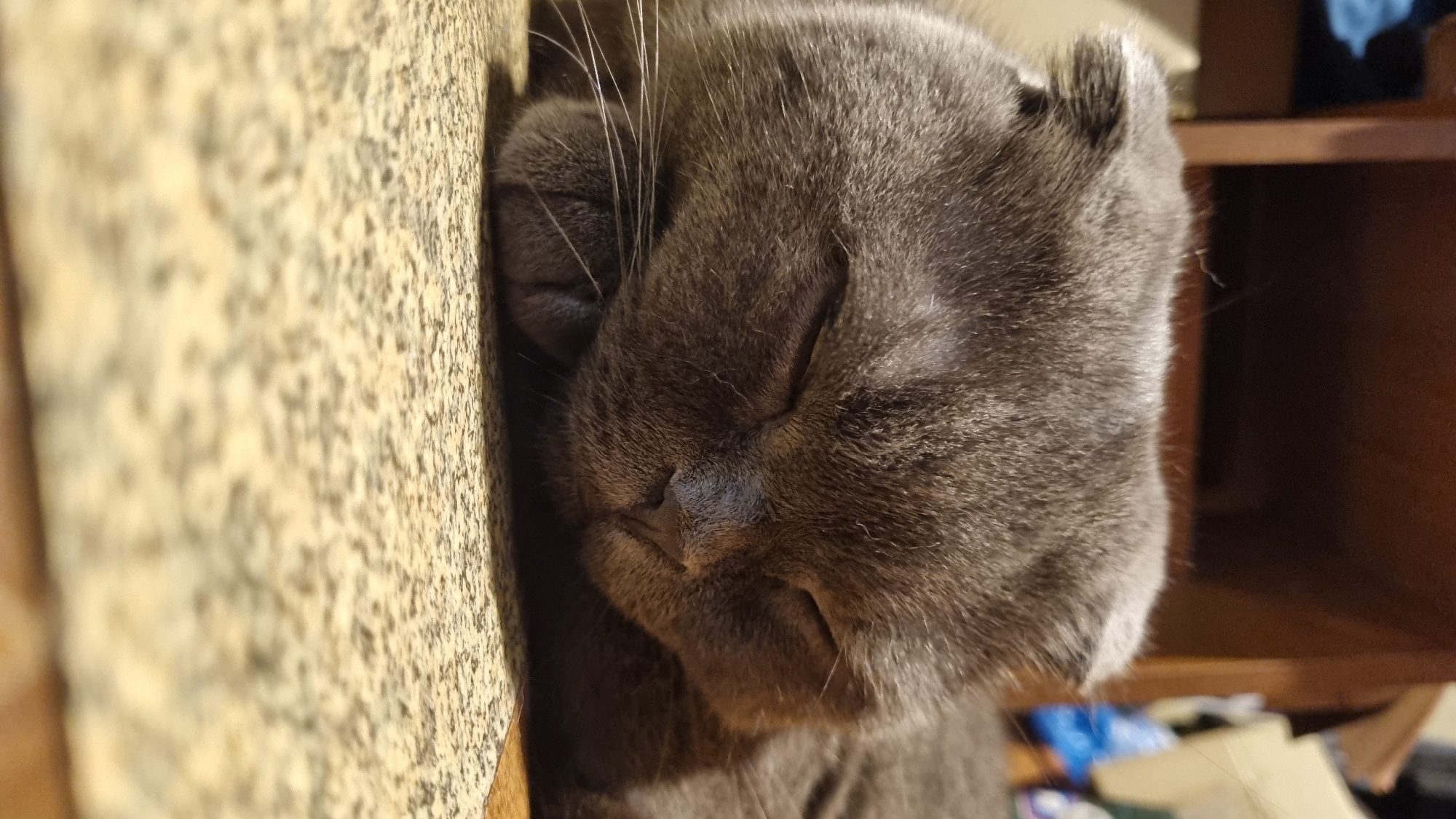 A close-up, eye-level shot shows a grey Scottish Fold cat sleeping on a textured, light-colored surface. The cat's head is resting on its paws, with its eyes closed and its ears folded down. The background is blurred but suggests an indoor environment with wooden furniture. The image does not contain any information about the city of Vysokoe, Russia.