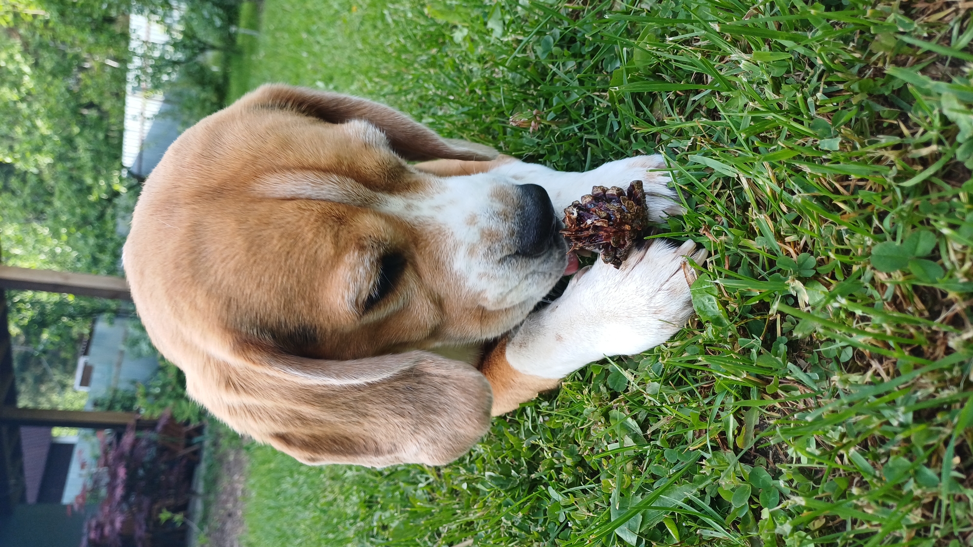 A brown and white beagle dog is lying on a patch of green grass. The dog is holding a pinecone in its paws, with its tongue slightly visible. The background includes a blurred view of trees and a wooden structure, possibly a gazebo. The location is Timokhovo, Russia.