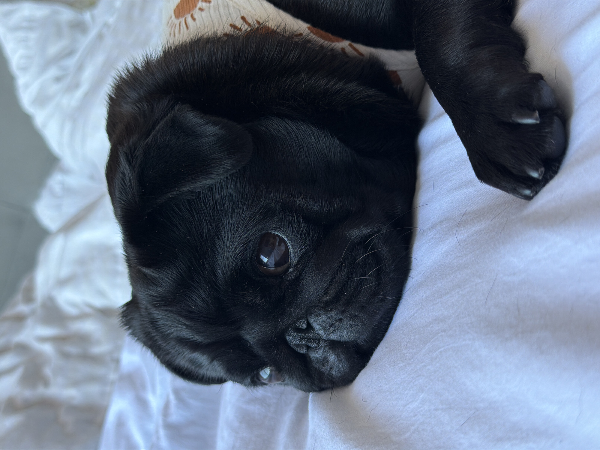 A black pug is lying on a white duvet. The dog is facing left and its head is resting on the duvet. Its eyes are open and looking to the left. The dog is wearing a white bandana with a sun pattern. The background is out of focus and appears to be more white duvet. The image is taken from a high angle. The scene is indoors. The location is not identifiable.