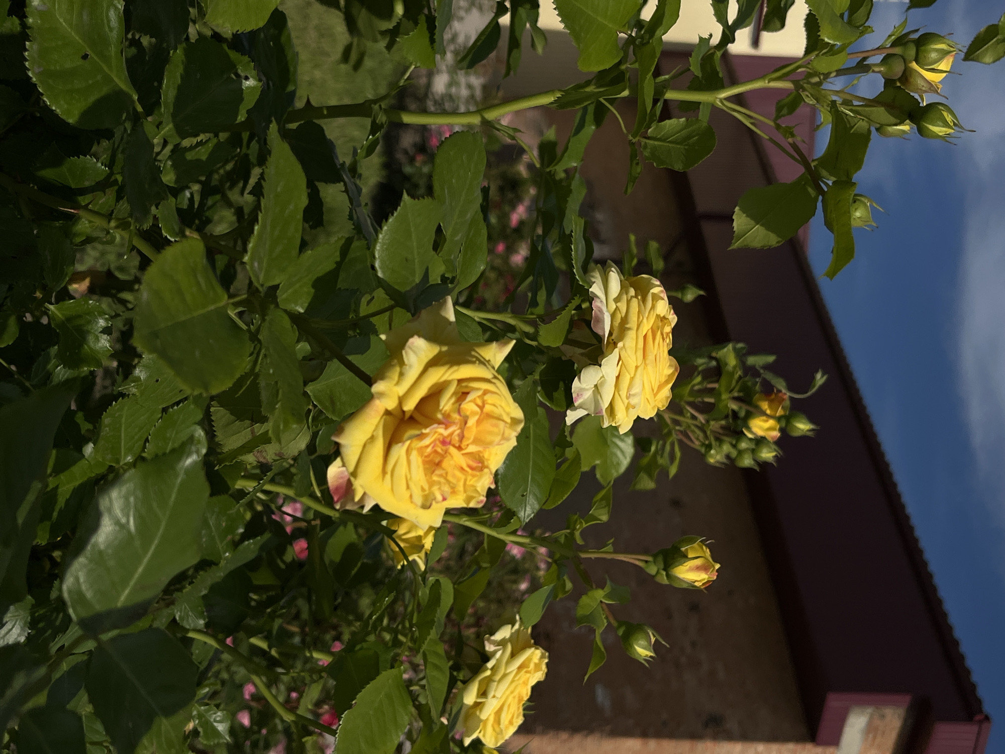 The image captures a close-up of yellow rose bushes under direct sunlight in Novopokrovskaya, Russia. Multiple yellow roses are in bloom, exhibiting full petals with occasional subtle red or pink coloration, most notably on the prominent central flower. Numerous green rosebuds, some beginning to show yellow and red hues, are visible among the foliage. The rose stems are green and feature visible thorns, surrounded by dark green, serrated leaves. In the background, under a clear blue sky with minimal cloud cover, parts of two buildings are present: a light-colored structure on the far left and a reddish-brown brick building with a dark burgundy roof to the right. Blurred green vegetation, including hints of pink flowers, is visible in the mid-ground. No individuals or specific actions are depicted.