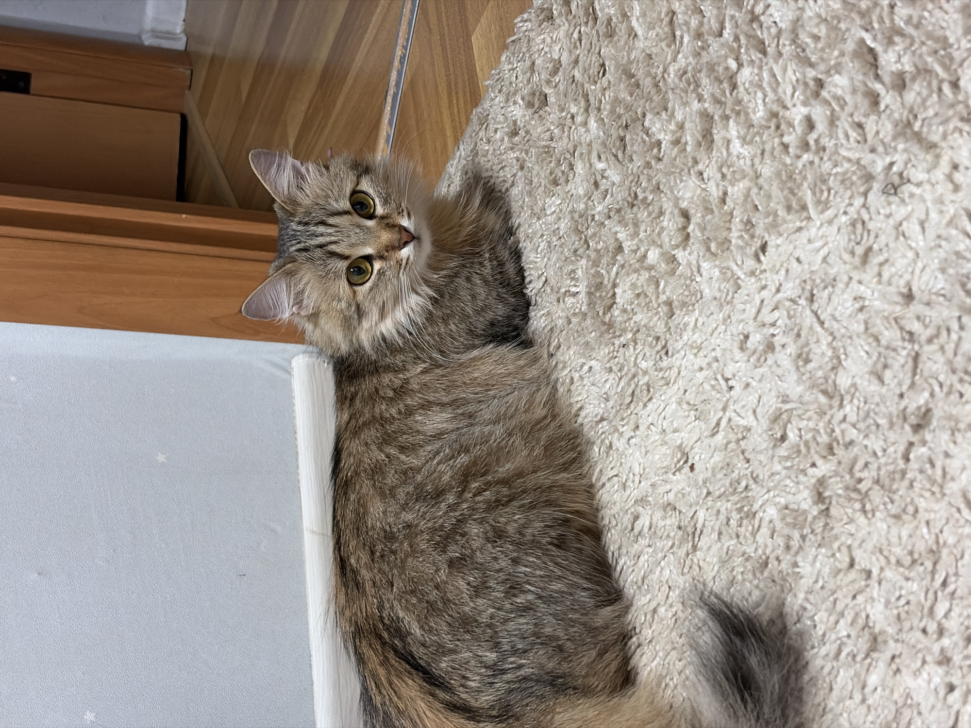 A fluffy, long-haired cat with tabby markings and yellow eyes is lying on a shaggy, beige rug. The cat's fur is a mix of brown, black, and orange tones. Behind the cat, a light blue wall with faint star patterns is visible, transitioning to a wooden door frame. The floor appears to be made of polished wood. The scene is indoors, likely in a residential setting in Chaikovsky, Russia.