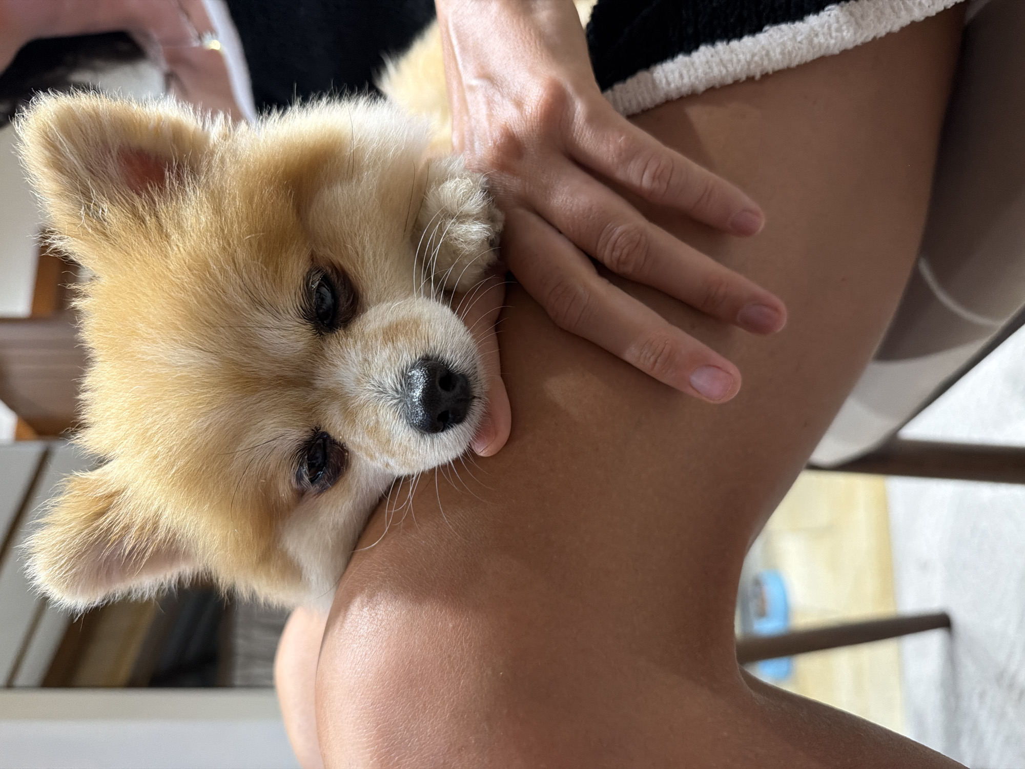 A close-up shot shows a small, light-brown and white dog resting its head on a person's bare thigh. The person's hand is also visible, resting on their thigh. The dog has dark eyes and a black nose. The person is wearing black and white clothing. The background is slightly blurred. The location and city are unknown.
