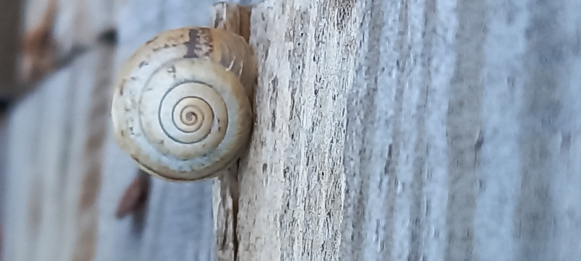 A close-up shot depicts a snail shell adhering to a weathered wooden surface. The shell is cream-colored with a distinct spiral pattern. The wooden surface exhibits a rough texture with visible grains and discoloration. The location is unknown and cannot be determined from the image.