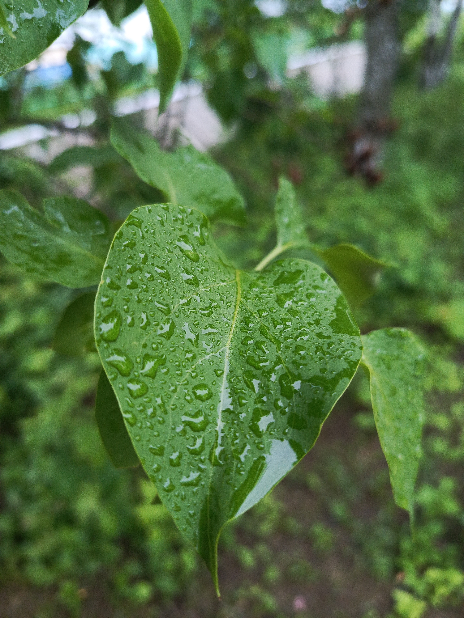 The image displays a close-up, shallow depth of field view of a vibrant green leaf heavily covered in water droplets. The primary leaf, positioned centrally and slightly to the left, is broadly ovate with a pointed apex and a visible central midrib running its length. The numerous water droplets vary in size, from tiny beads to larger, irregular formations, and exhibit bright specular highlights reflecting ambient light.
Immediately surrounding the main leaf, other green foliage appears out of focus, some showing signs of wetness. The background consists of a heavily blurred expanse of green, suggesting dense vegetation or trees. Within the upper left blurred background, a indistinct light blue and white shape is discernible. Towards the upper right background, a vertical, blurred light grey or brown object, possibly a tree trunk or a distant building structure, is visible. Below this, dark, indistinct shapes are present. No human figures or animals are present. The scene is an outdoor natural environment, likely captured after a rain shower or during heavy dew, situated in the city of Chaikovsky, Russia.