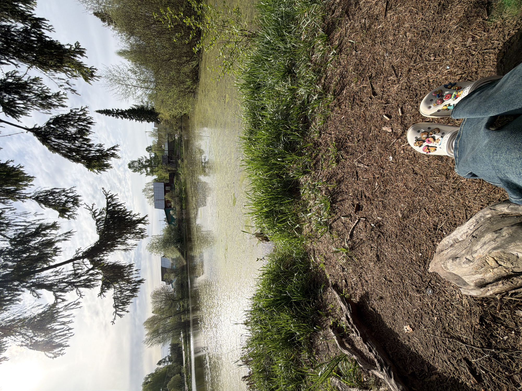 The image, taken in Chaikovsky, Russia, shows a view from a grassy bank overlooking a body of water, likely a pond or lake. The water's surface reflects the sky and surrounding trees, with buildings visible in the distance. The foreground is dominated by foliage, including clumps of grass. A person is standing on the bank wearing Crocs with charms. The ground is covered with dirt, twigs, and fallen leaves. A portion of a log is visible in the lower right corner. Trees are visible on the left side of the image, partially obscuring the sky. The image is taken from a high angle.